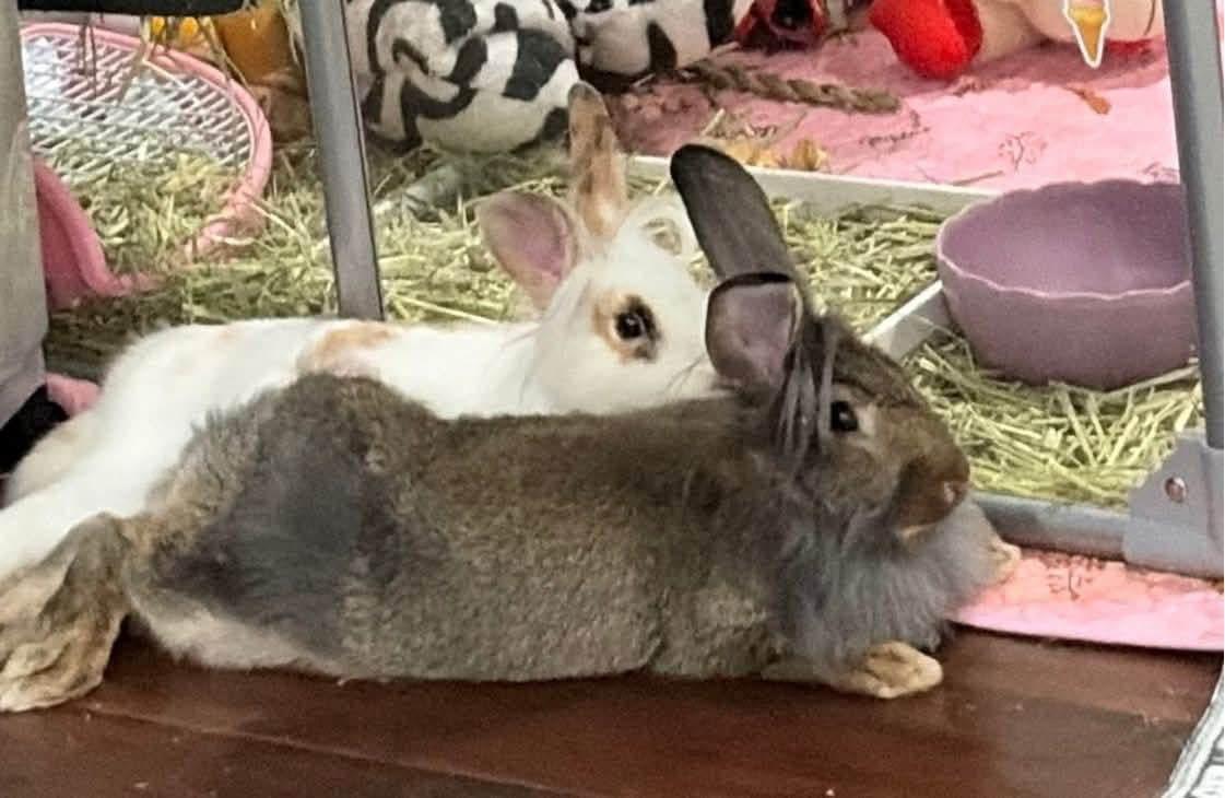 Hakuna and Matata, ADOPTABLE, Young Female Lionhead.