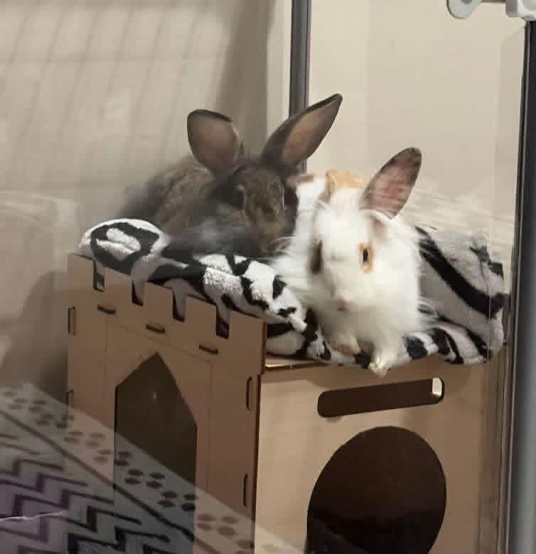Enlarge Hakuna and Matata, a ADOPTABLE Lionhead in St. Charles, MO image 3/3