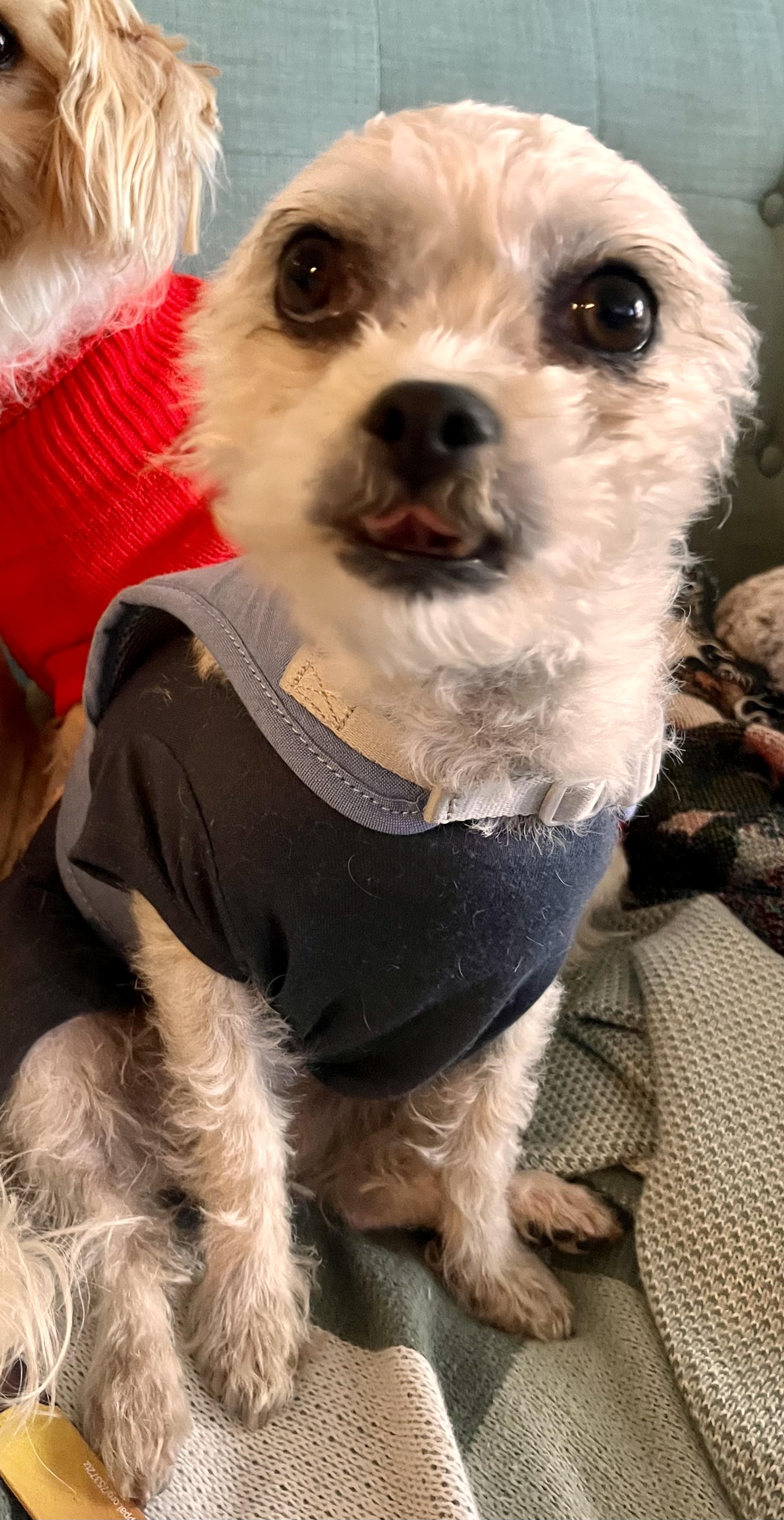 Enlarge Paulet, a Adopted mixed breed in North Hollywood, CA image 4/5