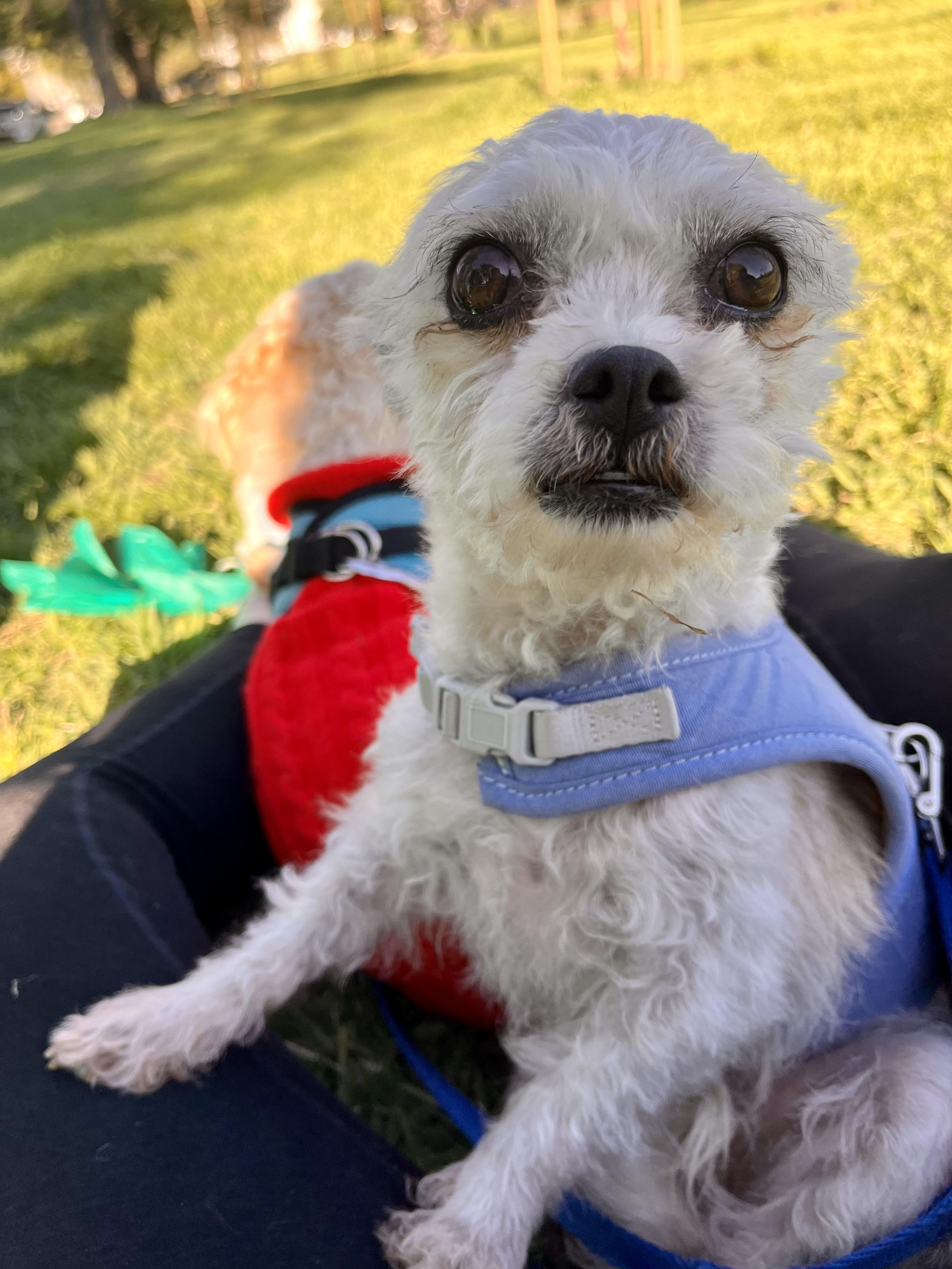 Paulet, Adopted, Adult Female Silky Terrier.