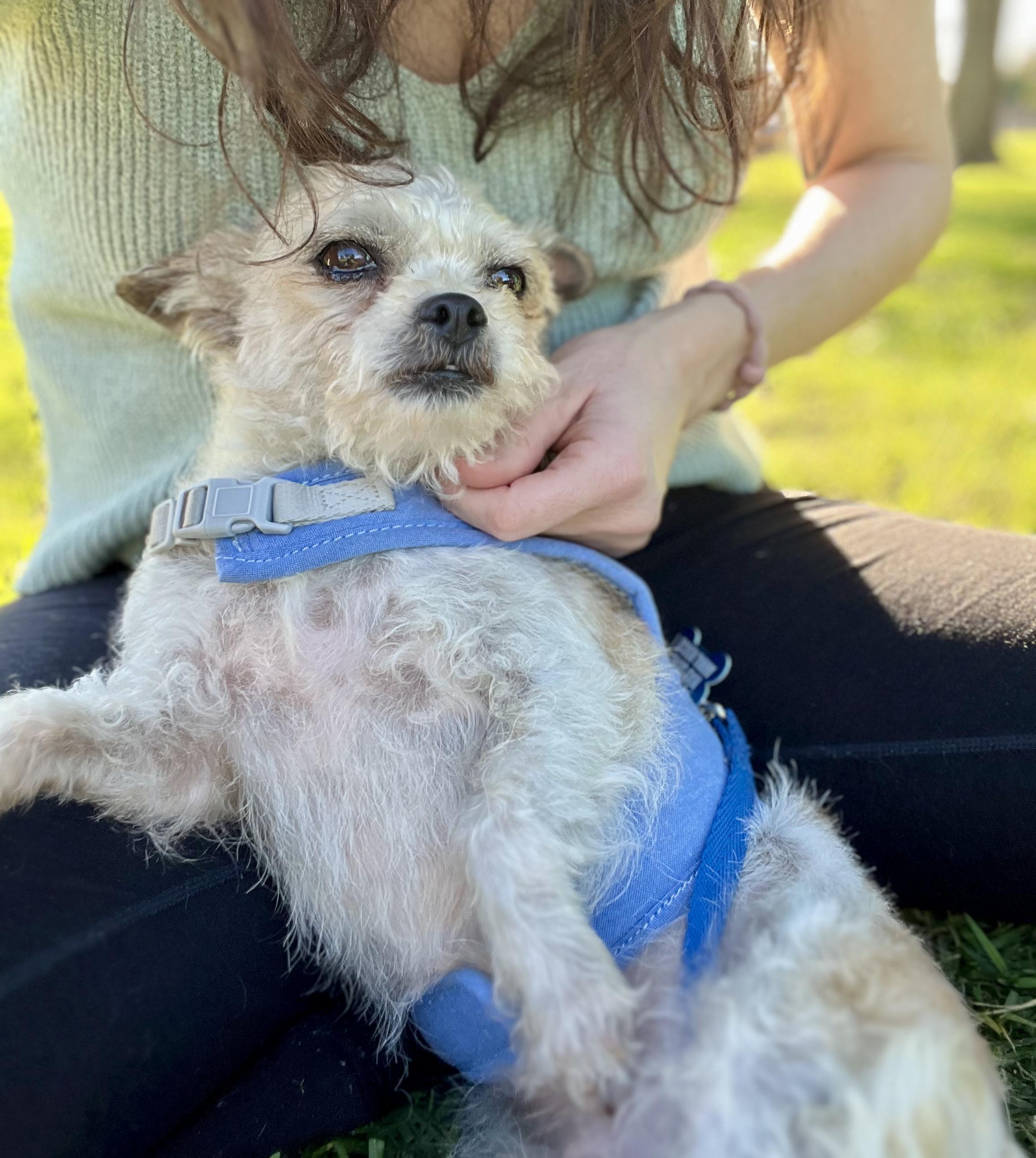 Enlarge Paulet, a Adopted mixed breed in North Hollywood, CA image 5/5