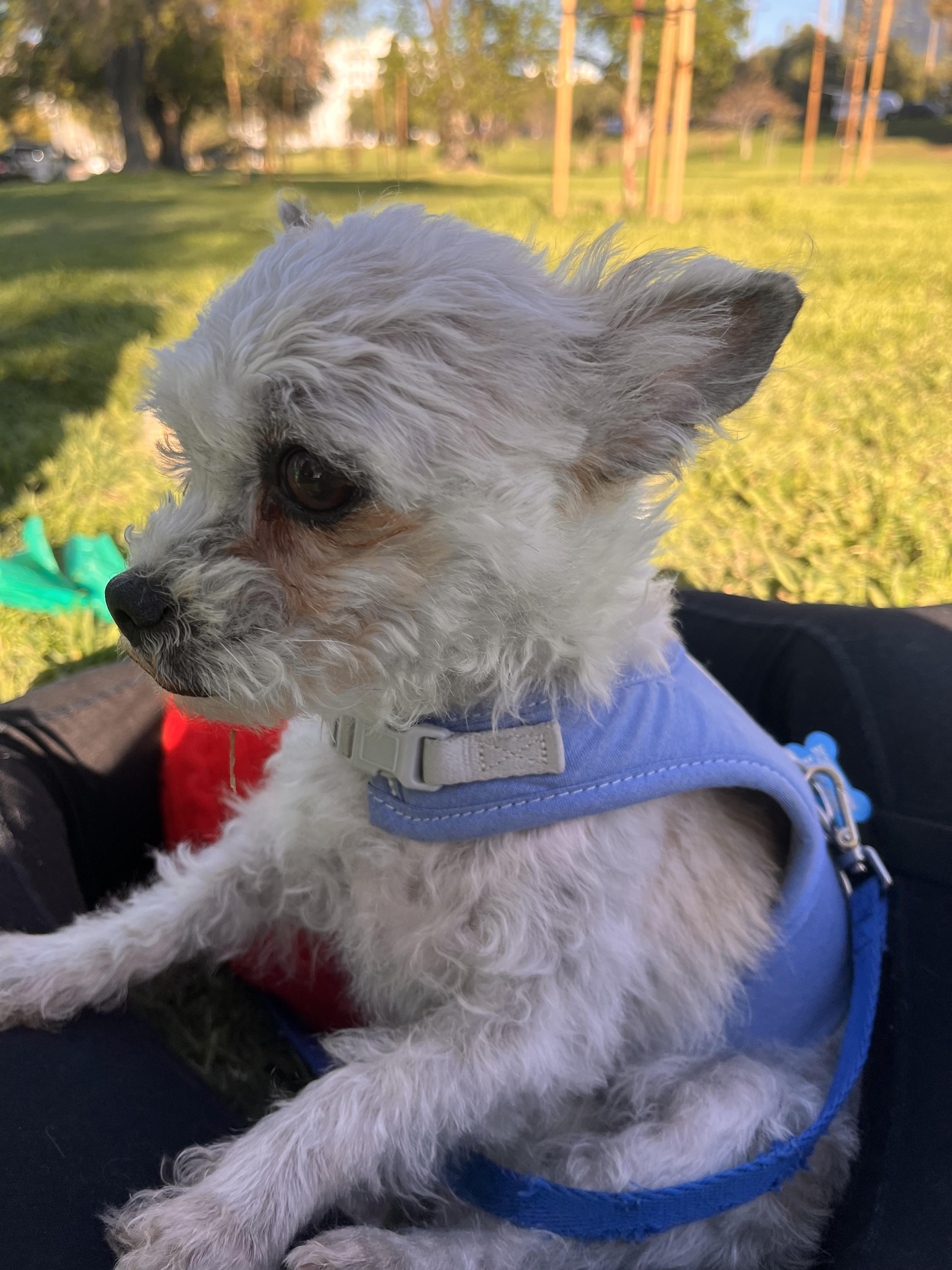 Enlarge Paulet, a Adopted mixed breed in North Hollywood, CA image 3/5