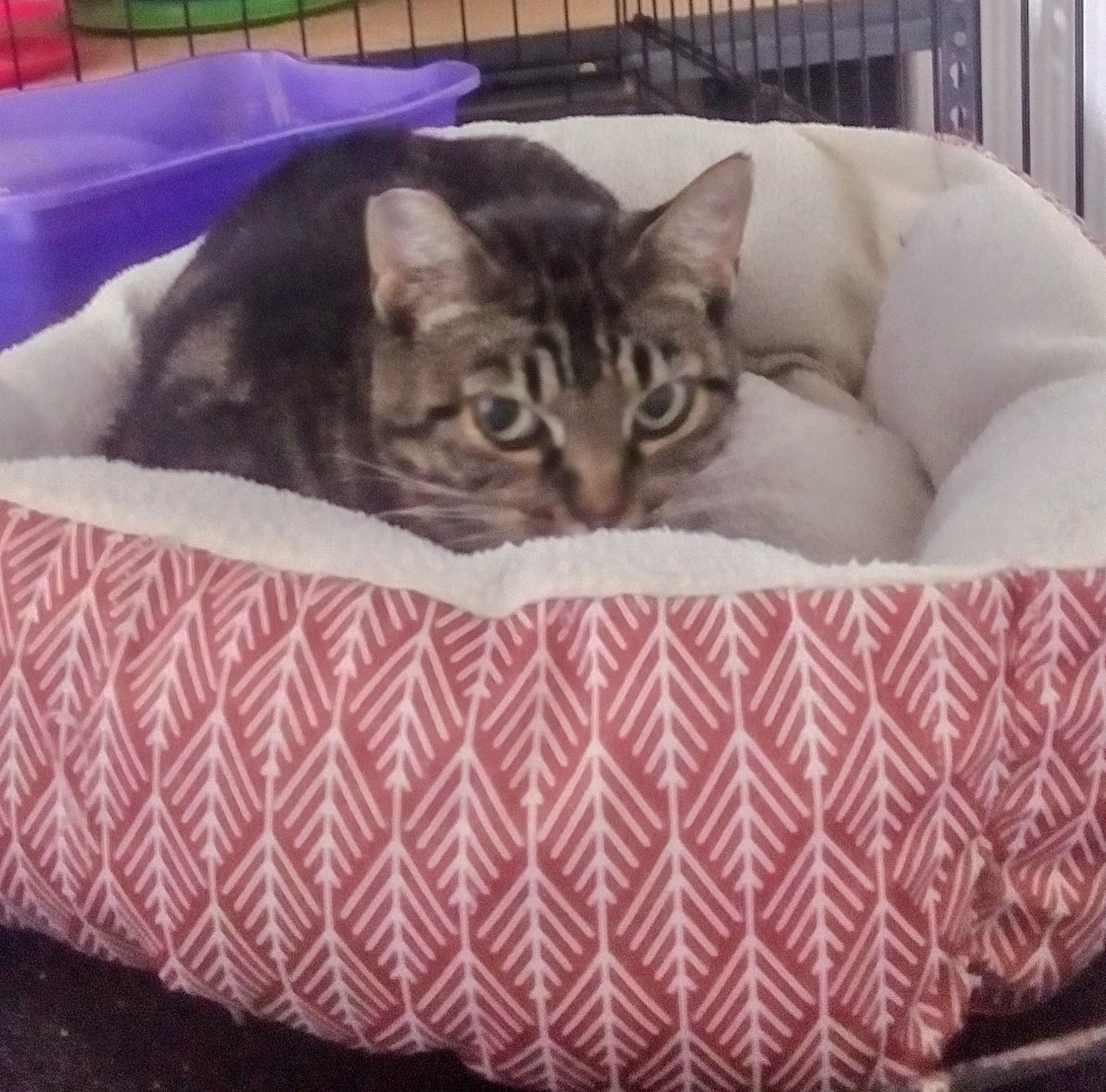 Enlarge Tabitha, a Adoptable mixed breed in Bothell, WA image 1/1