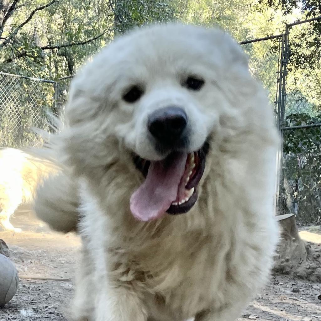 FINN, Adoptable, Adult Male Great Pyrenees.