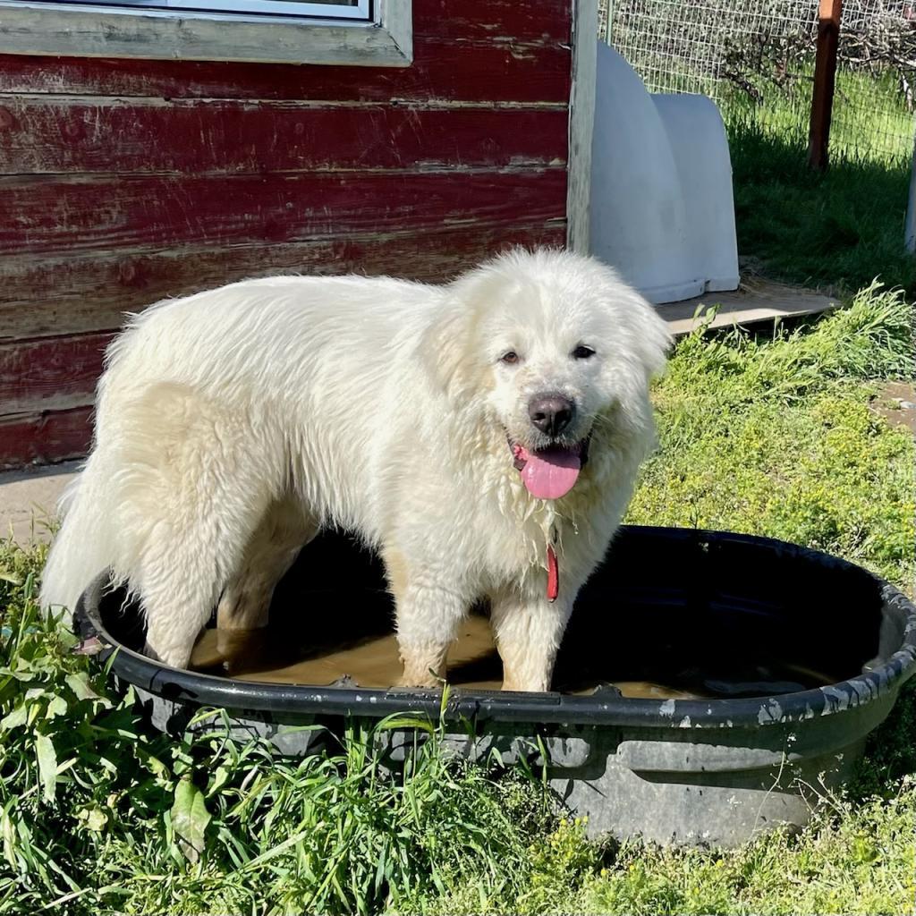 Enlarge FINN, a Adoptable Great Pyrenees in Point Richmond, CA image 2/3