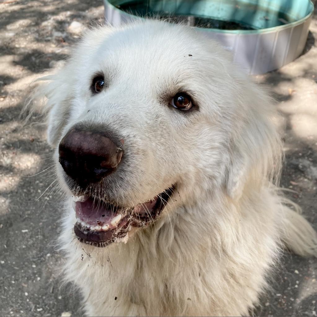 Enlarge FINN, a Adoptable Great Pyrenees in Point Richmond, CA image 3/3