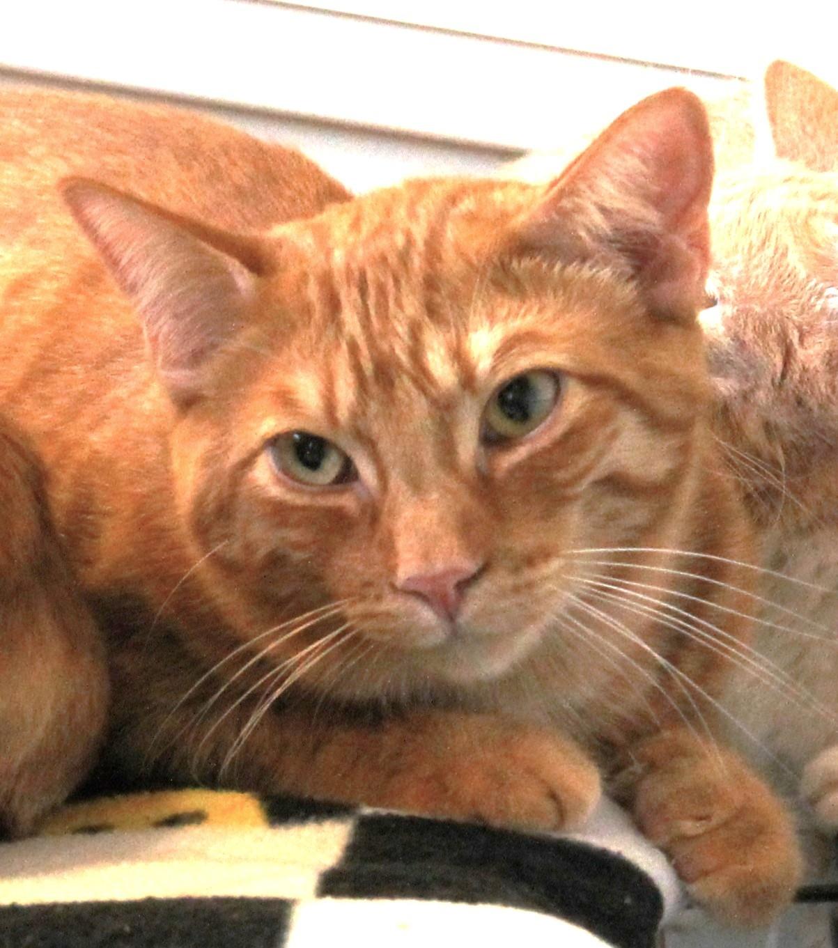 Cisco, adoptable, Adult Male American Shorthair.