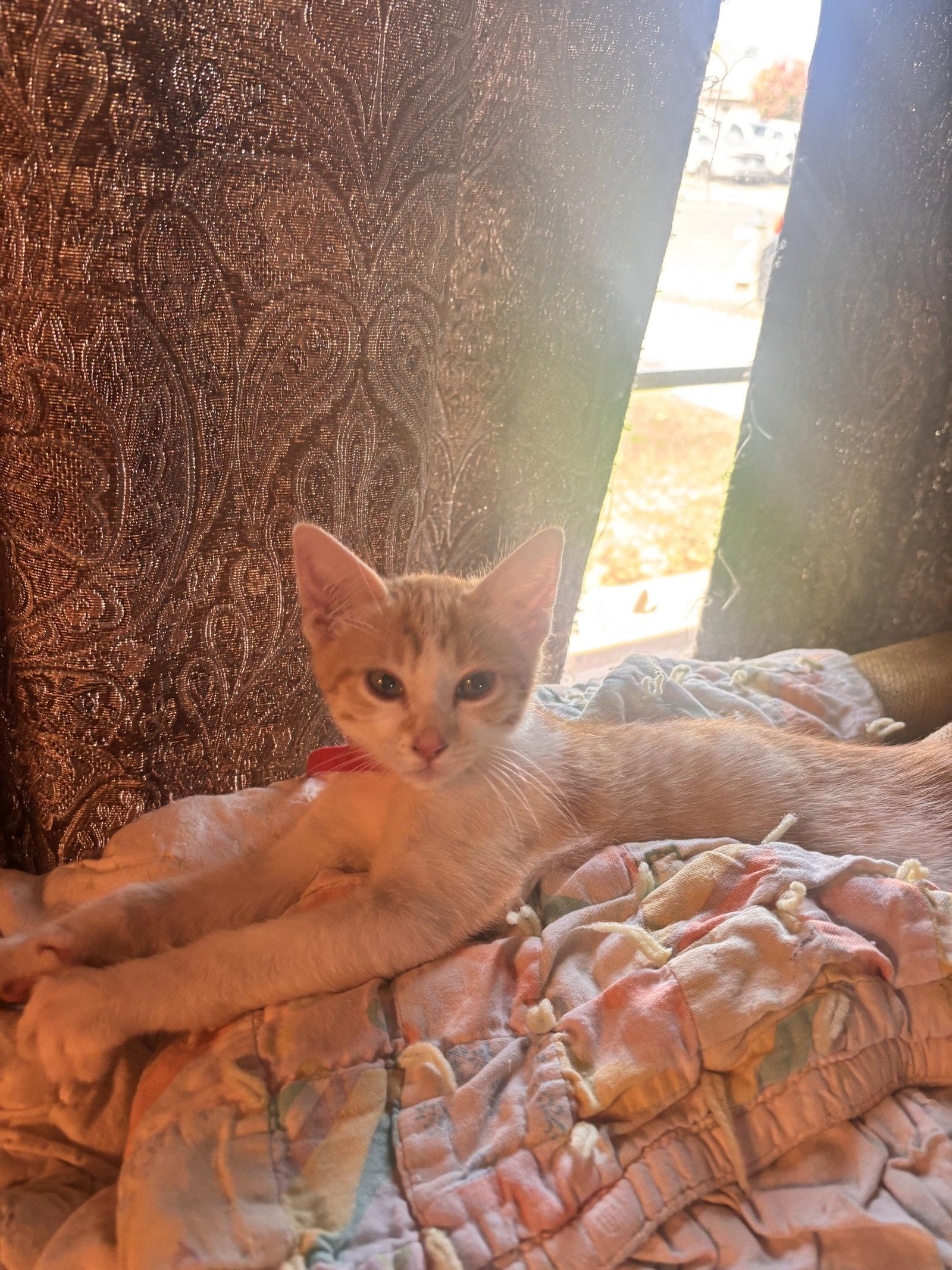 Enlarge Rachel ( EE), a Adoptable Tabby in Vacaville, CA image 2/3