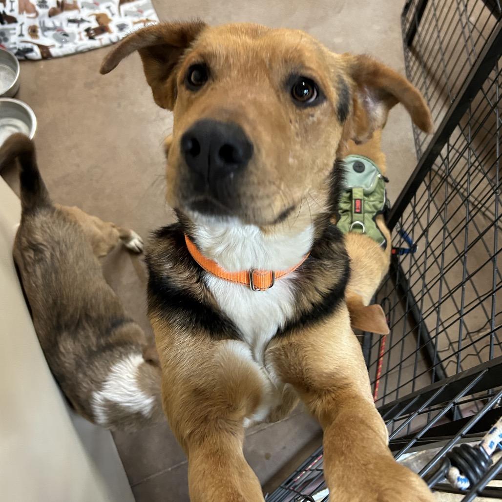 Enlarge Fozzie, a Adoptable Mixed Breed in Flagstaff, AZ image 1/5