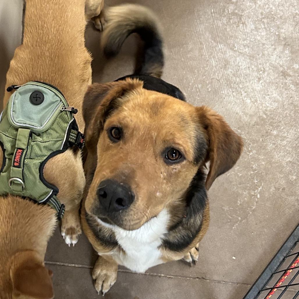 Enlarge Fozzie, a Adoptable Mixed Breed in Flagstaff, AZ image 2/5