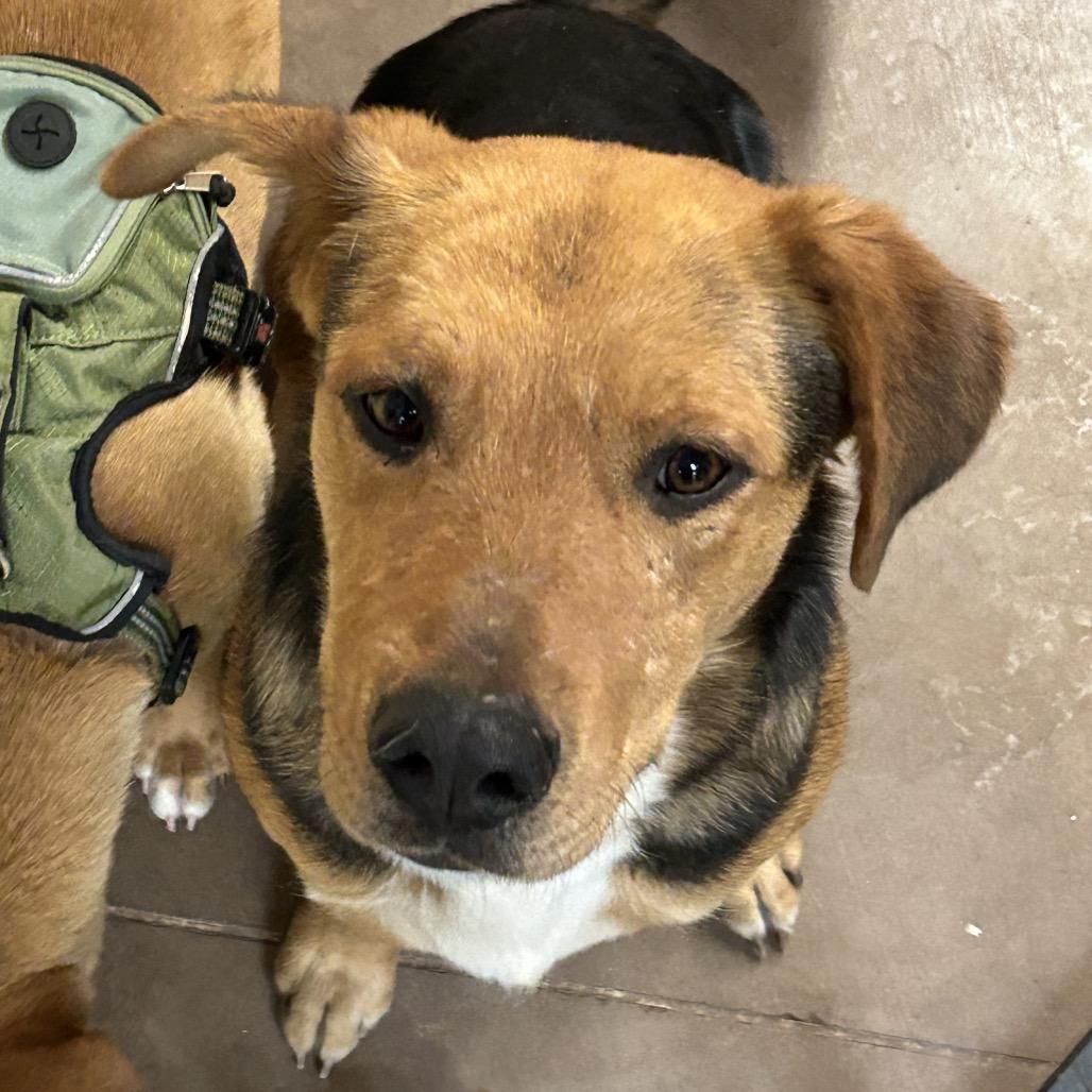 Enlarge Fozzie, a Adoptable Mixed Breed in Flagstaff, AZ image 3/5