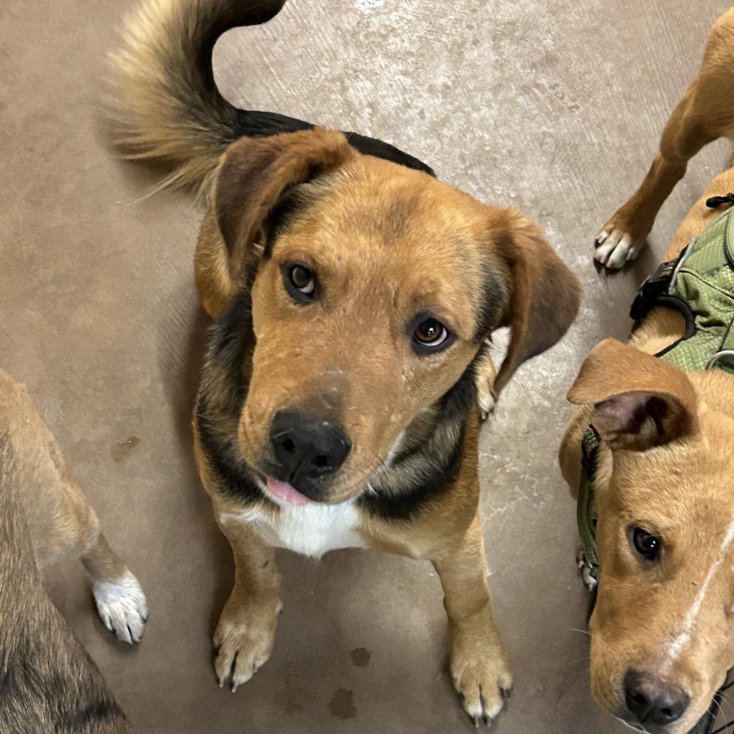 Enlarge Fozzie, a Adoptable Mixed Breed in Flagstaff, AZ image 4/5