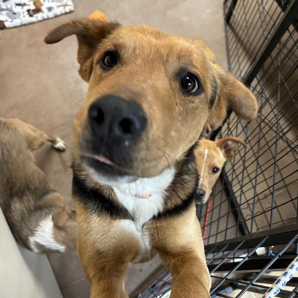 Enlarge Fozzie, a Adoptable Mixed Breed in Flagstaff, AZ image 5/5