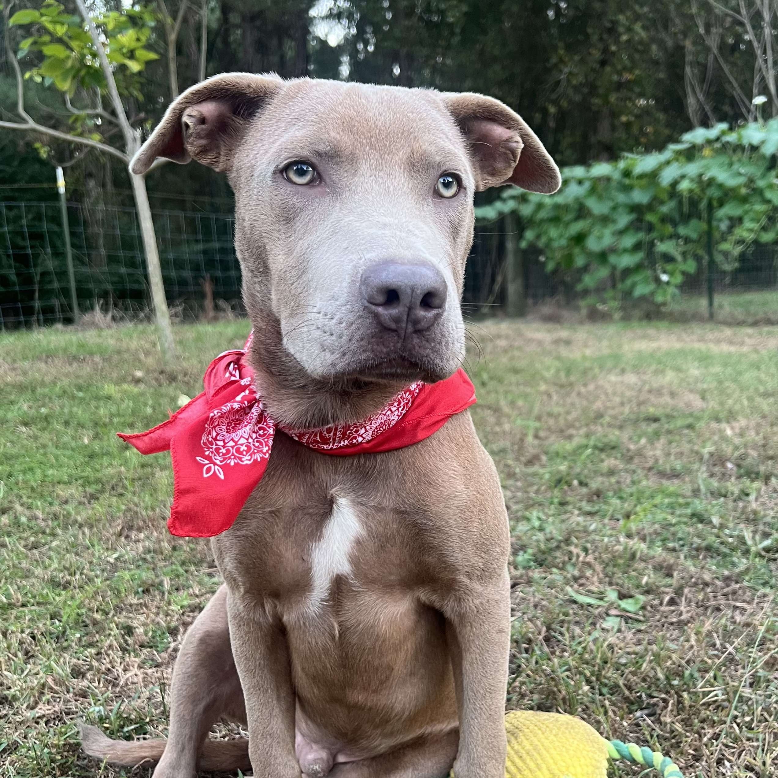 Dawson, Adopted, Puppy Male American Bulldog.