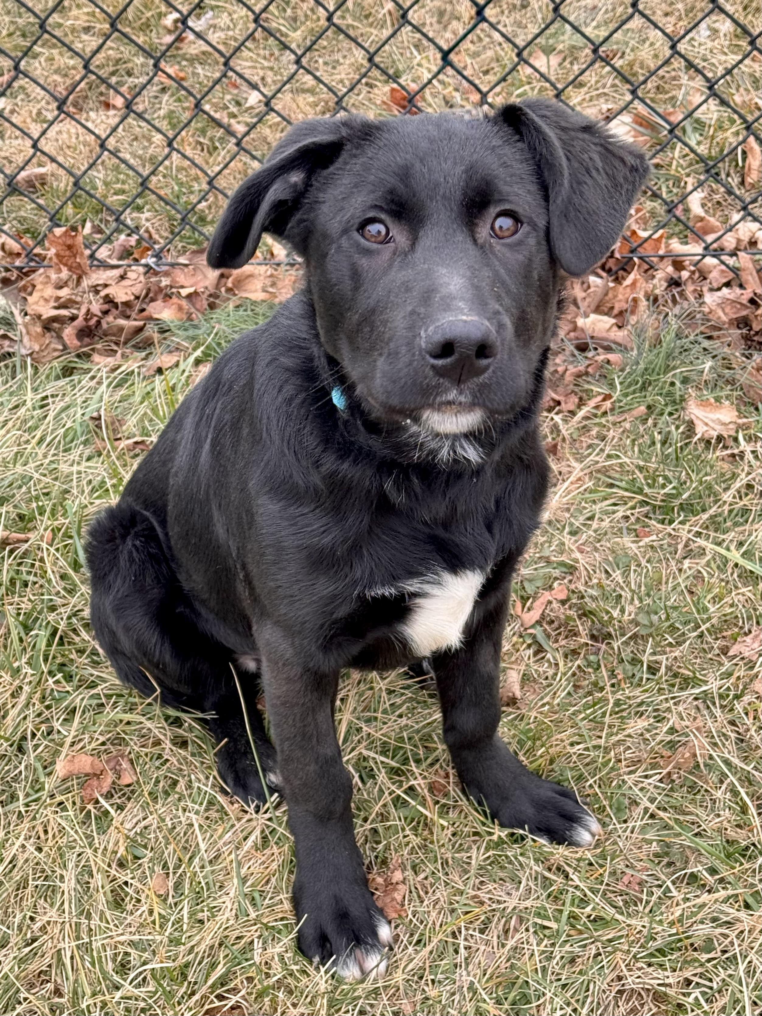 Enlarge Oscar, a ADOPTABLE mixed breed in Kearneysville, WV image 3/3