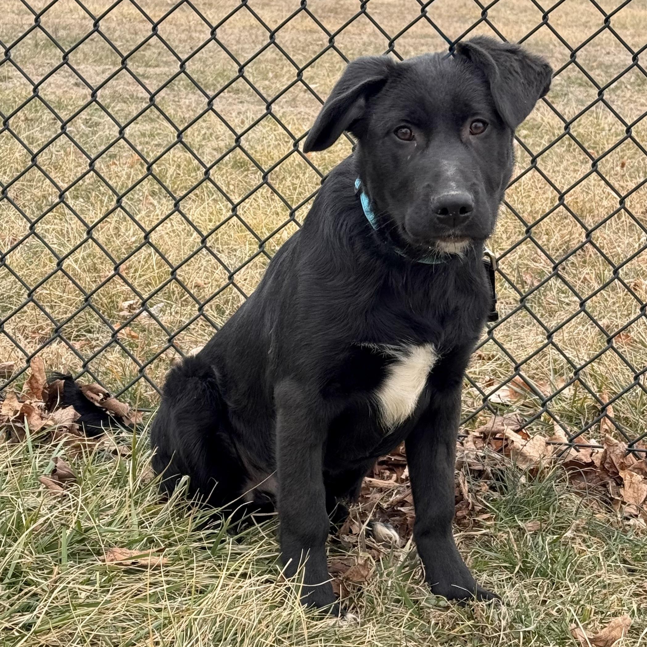 Enlarge Oscar, a ADOPTABLE mixed breed in Kearneysville, WV image 2/3