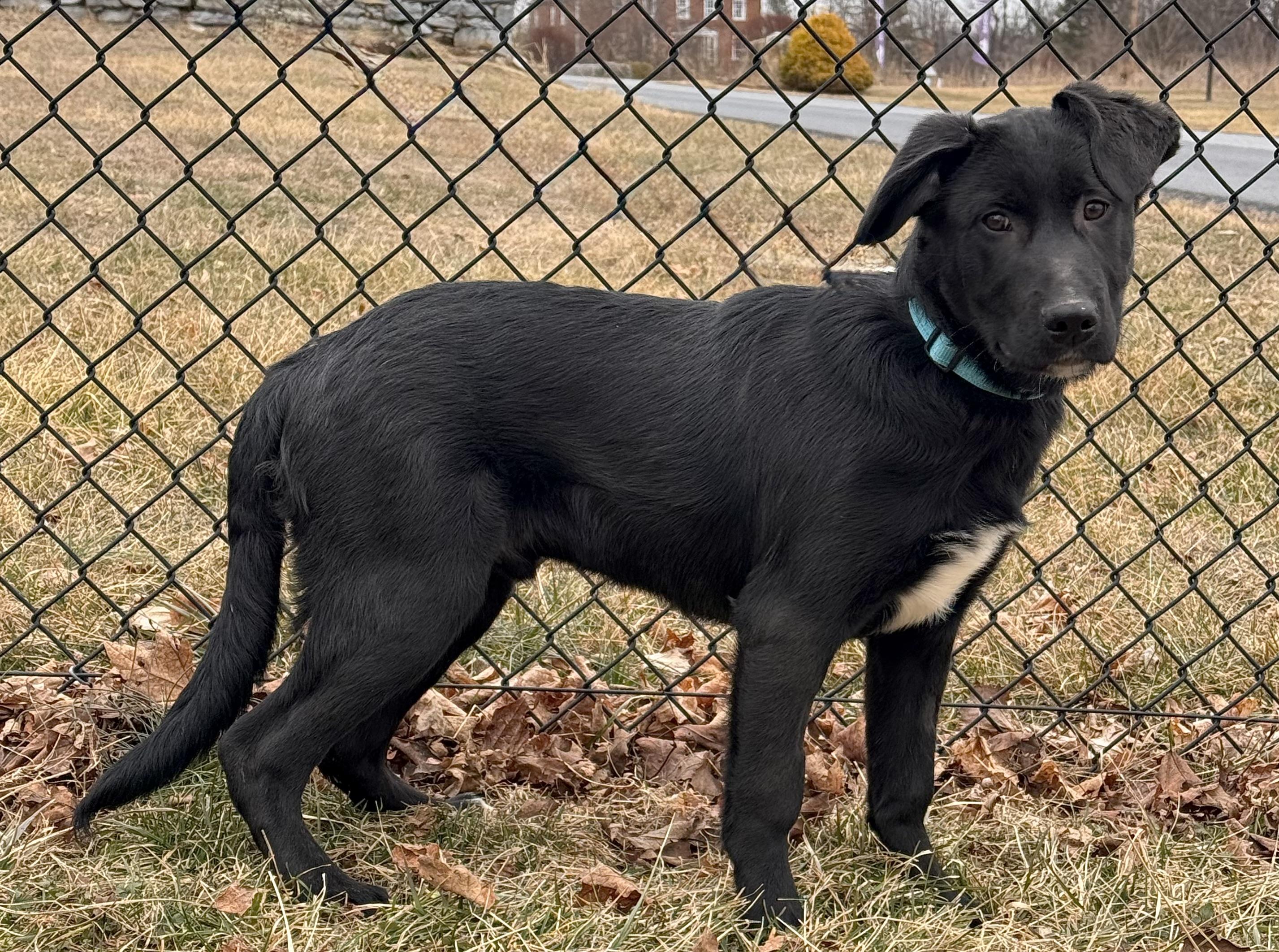 Enlarge Oscar, a ADOPTABLE mixed breed in Kearneysville, WV image 1/3