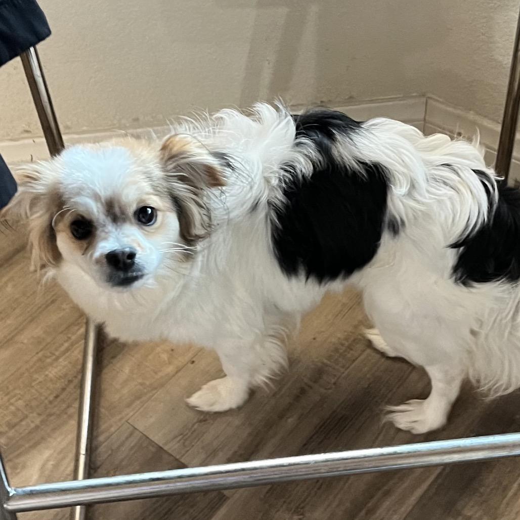 Eria, Adoptable, Young Female Papillon & Mixed Breed.