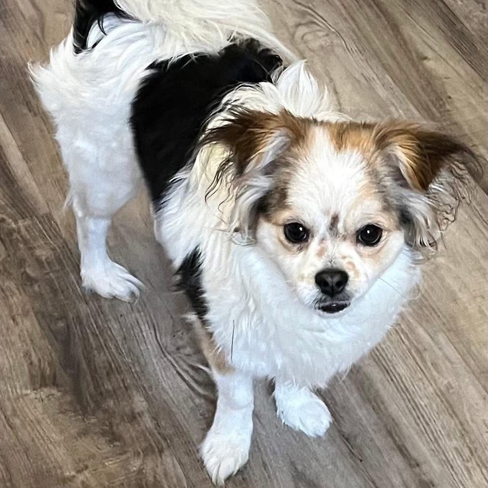 Enlarge Eria, a Adoptable mixed breed in Las Vegas, NV image 2/4