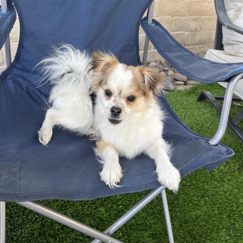 Enlarge Eria, a Adoptable mixed breed in Las Vegas, NV image 4/4
