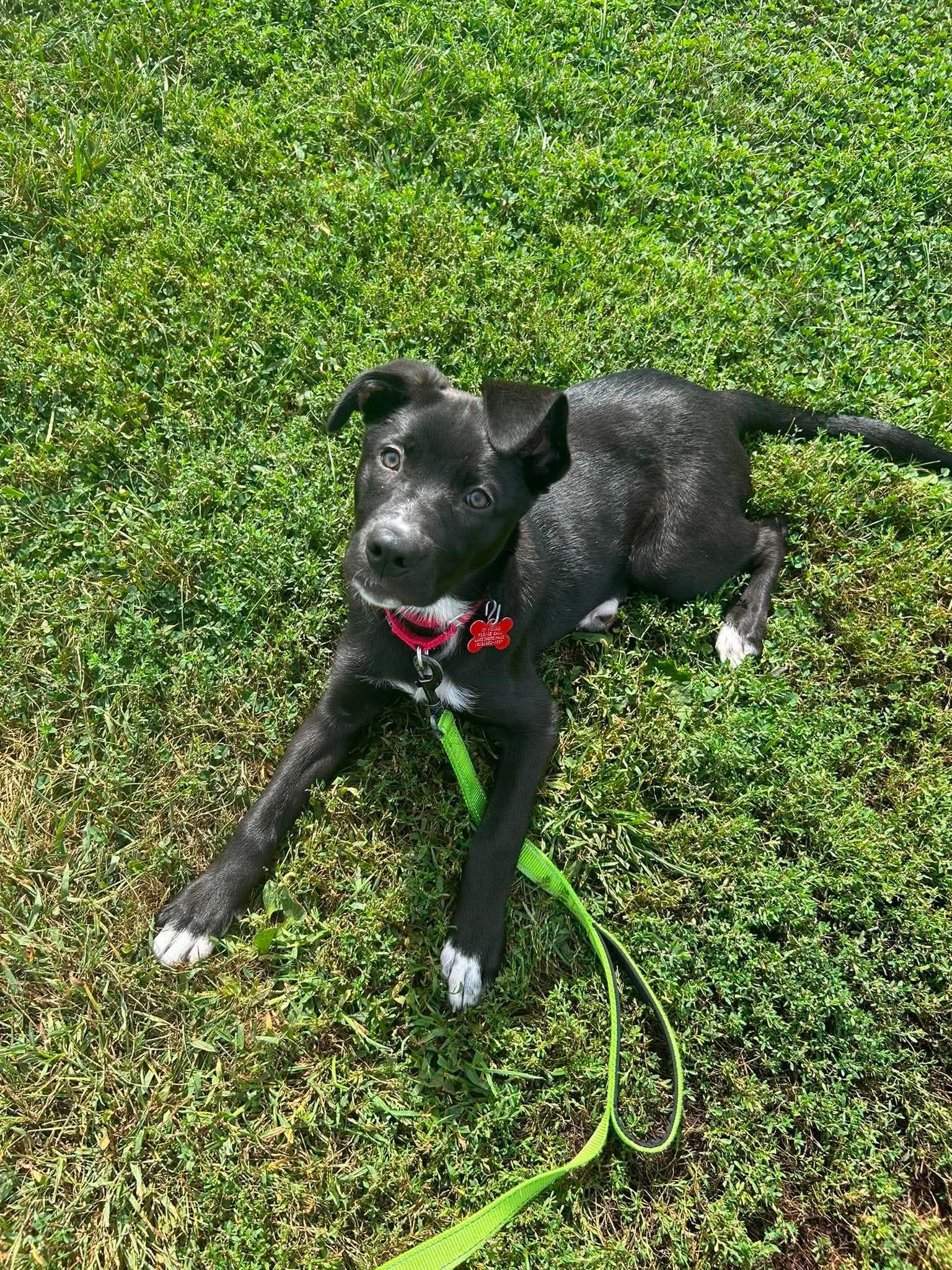 Enlarge Geneva, a Adopted mixed breed in Valparaiso, IN image 2/3