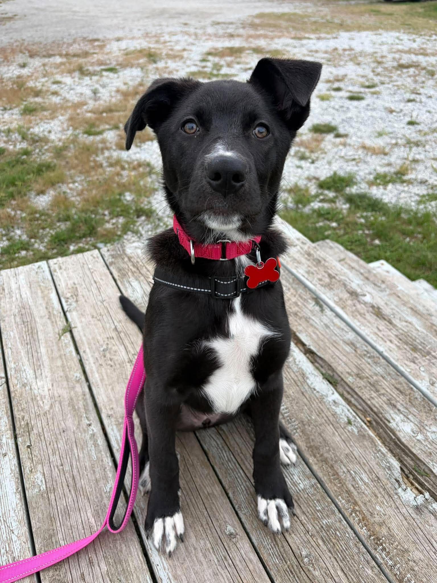 Enlarge Geneva, a Adopted mixed breed in Valparaiso, IN image 3/3