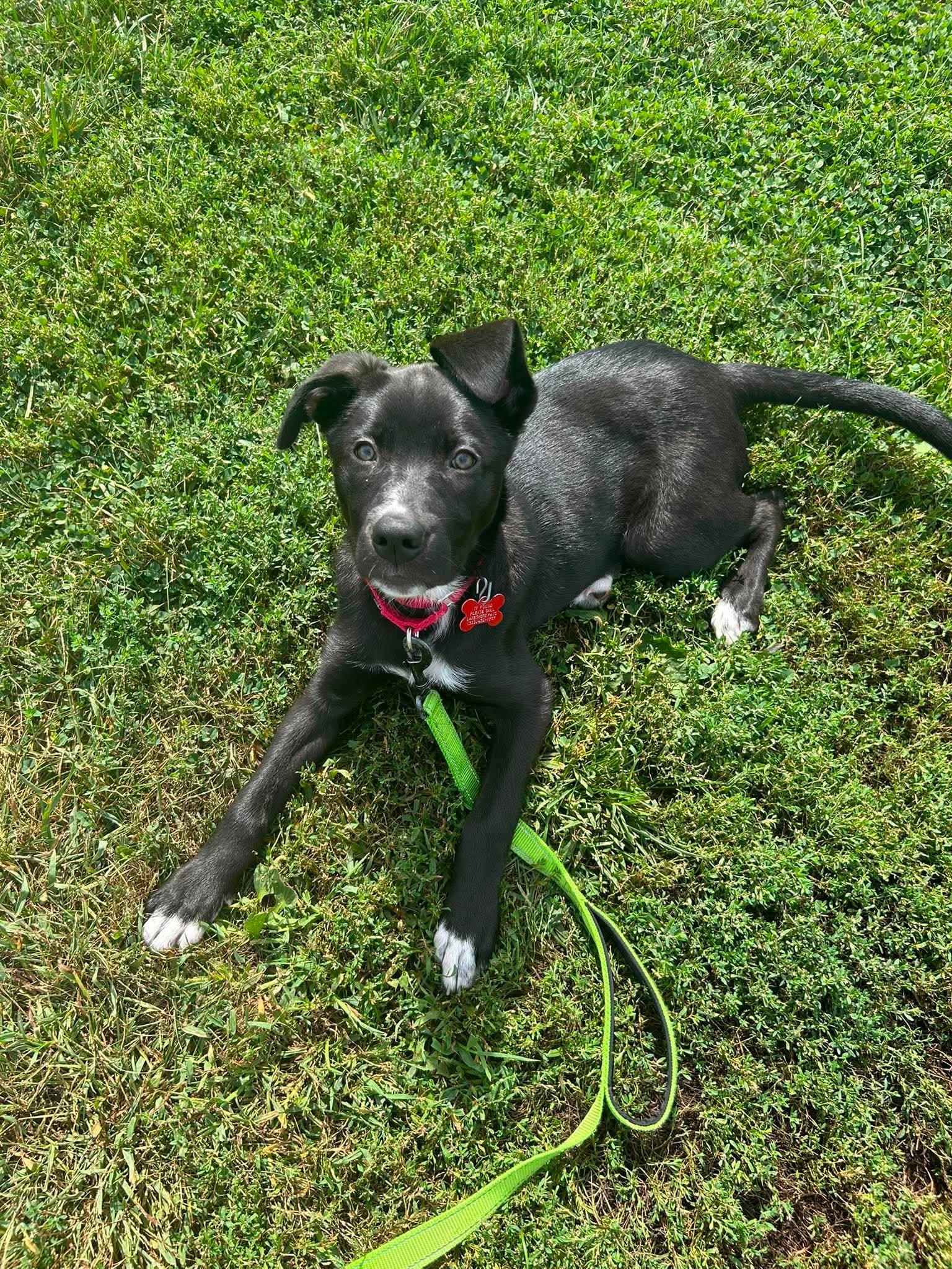 Geneva, Adopted, Puppy Female Labrador Retriever.