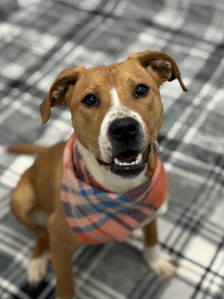 Bizou, Adoptable, Young Female Mixed Breed.