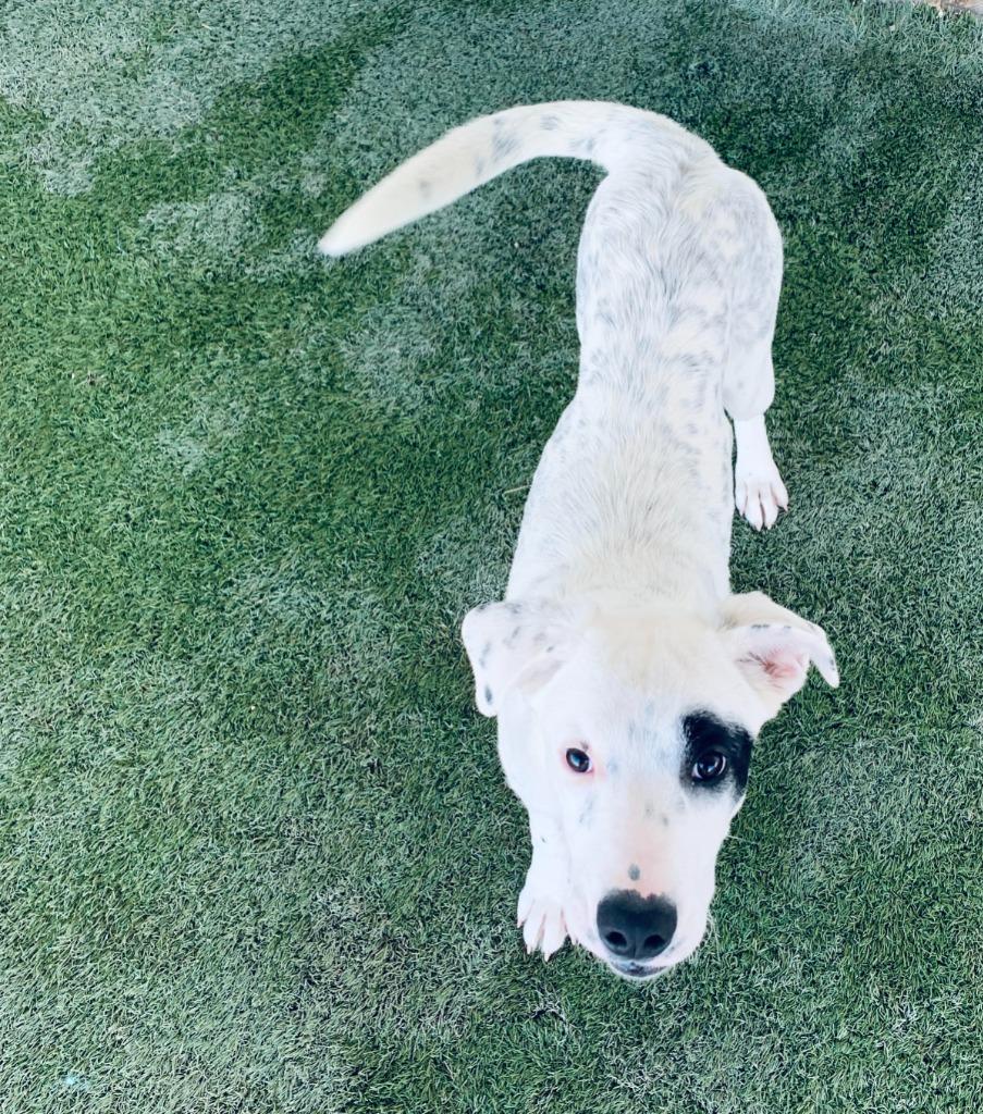 Enlarge Pepper, a Adoptable Cattle Dog in Midland, TX image 1/3