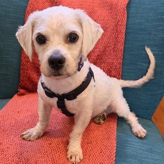 Howard, ADOPTABLE, Adult Male Lhasa Apso & Bedlington Terrier.