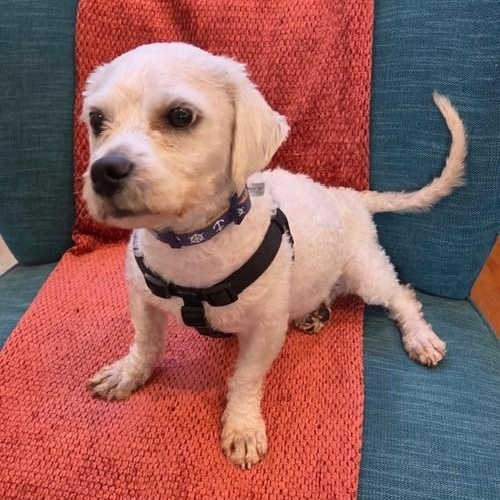Howard, a ADOPTABLE mixed breed in Boca Raton, FL image 3/6