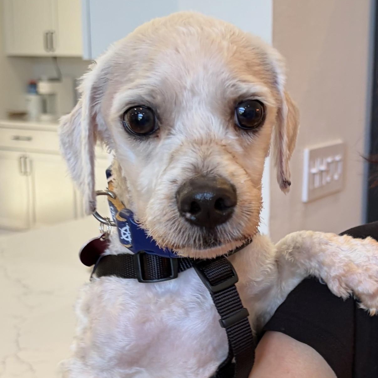 Howard, a ADOPTABLE mixed breed in Boca Raton, FL image 4/6