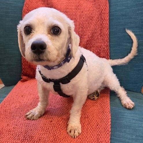 Howard, a ADOPTABLE mixed breed in Boca Raton, FL image 2/6