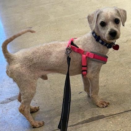 Howard, a ADOPTABLE mixed breed in Boca Raton, FL image 6/6