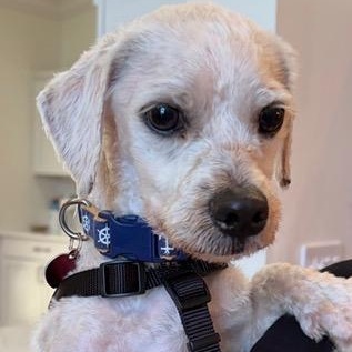 Howard, a ADOPTABLE mixed breed in Boca Raton, FL image 5/6
