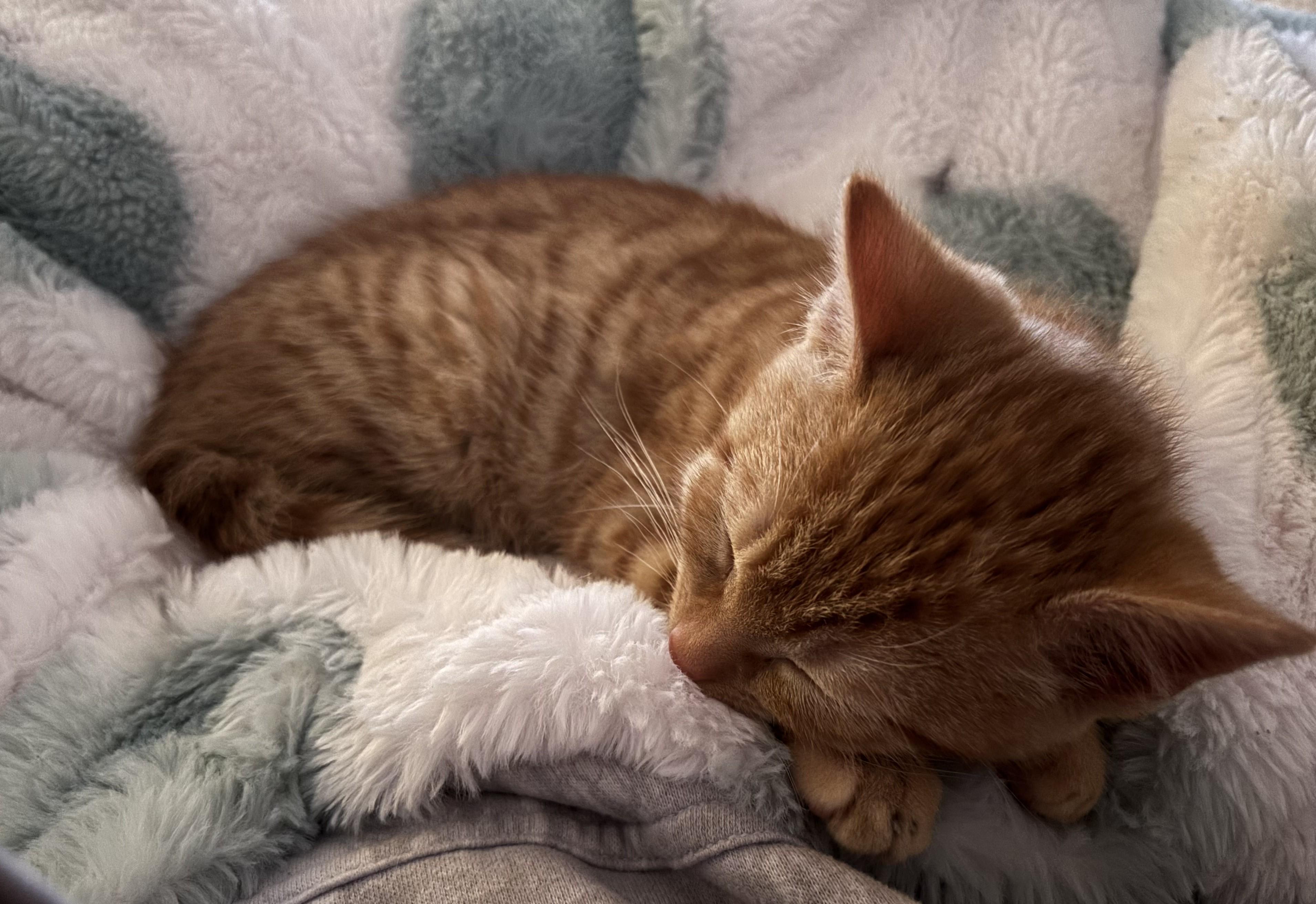 Saffron — thumbnail 2