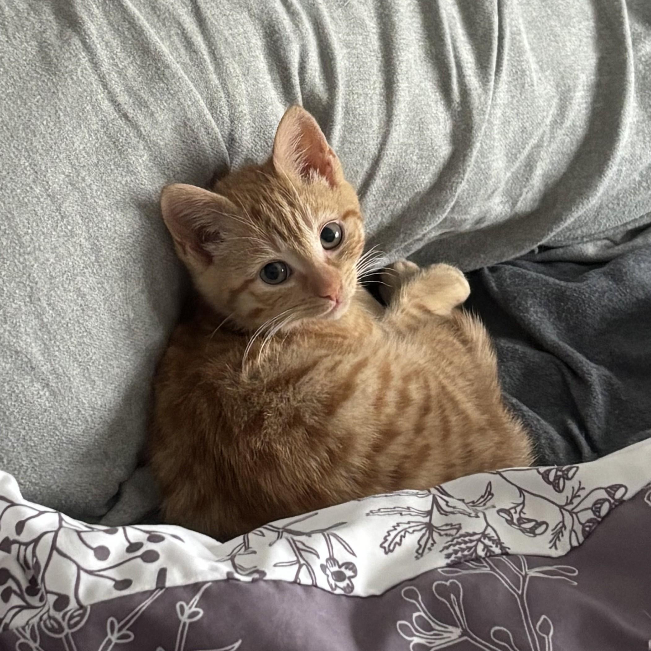 Saffron — thumbnail 3