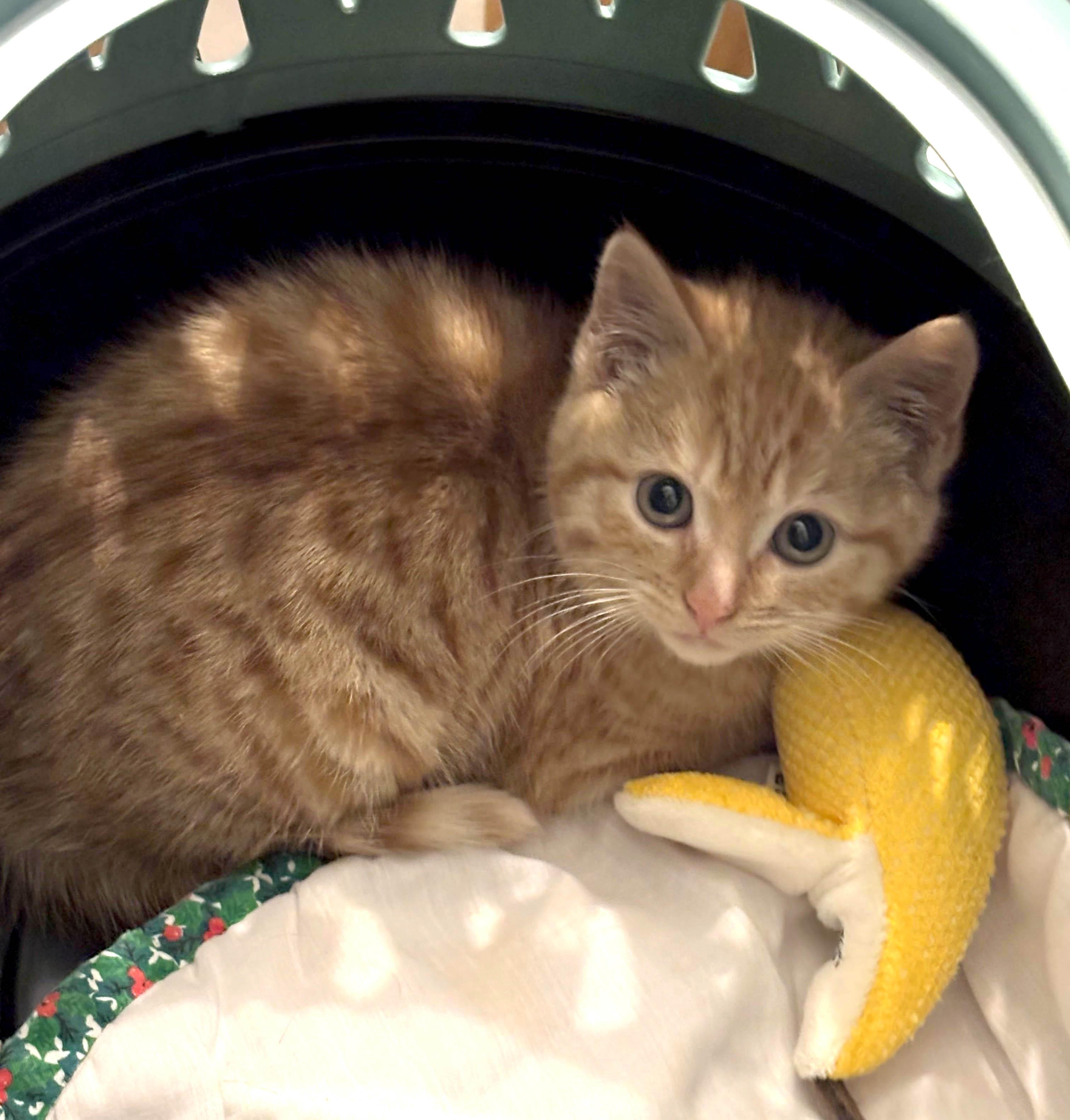 Saffron — thumbnail 4