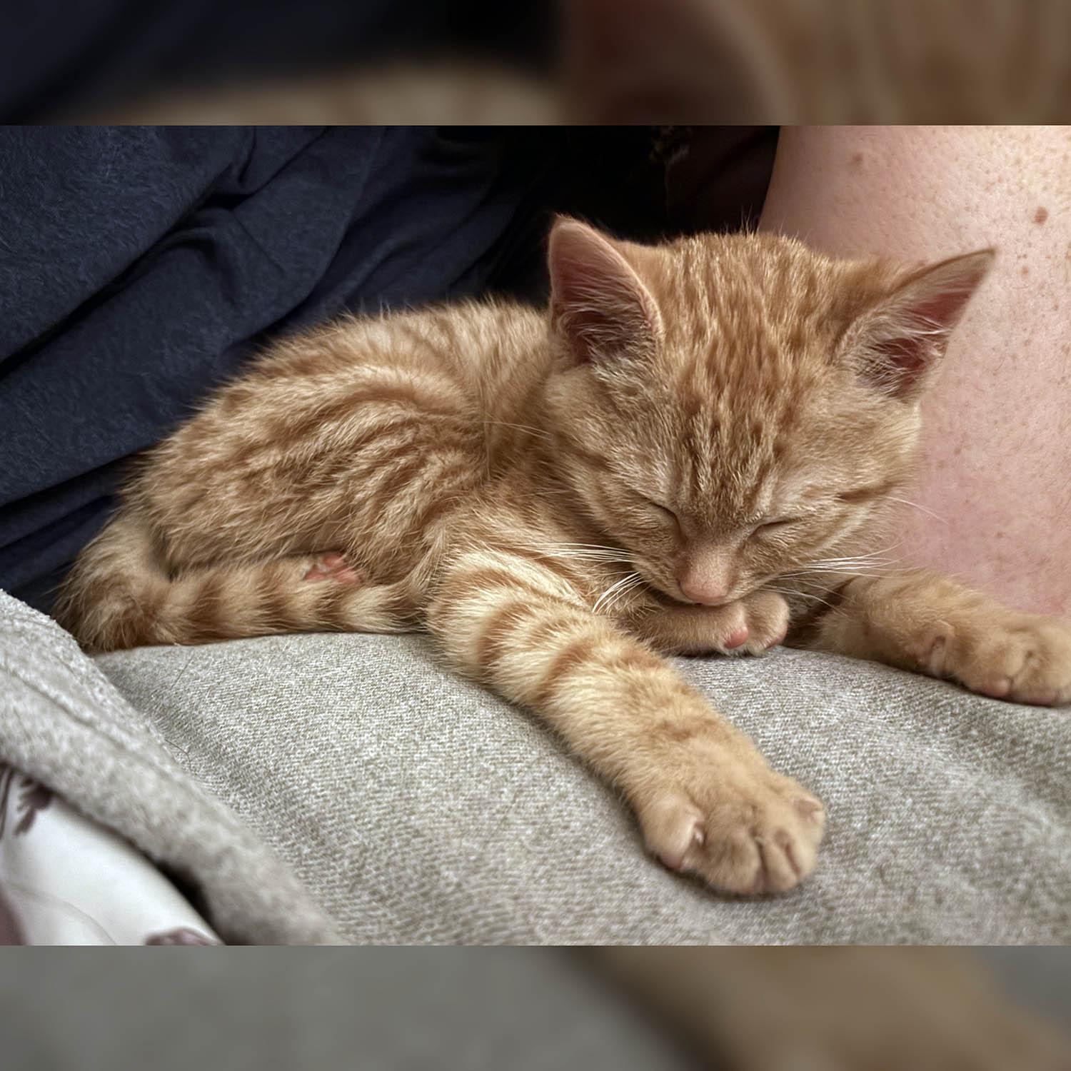 Saffron — thumbnail 5