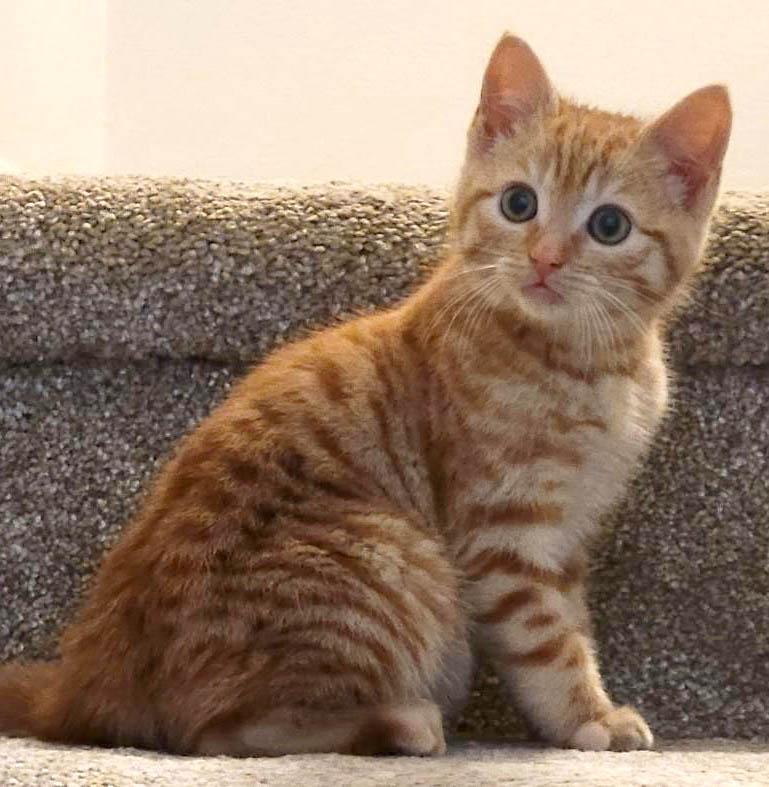 Saffron-3/12/26, adopted, Kitten Male Tabby.