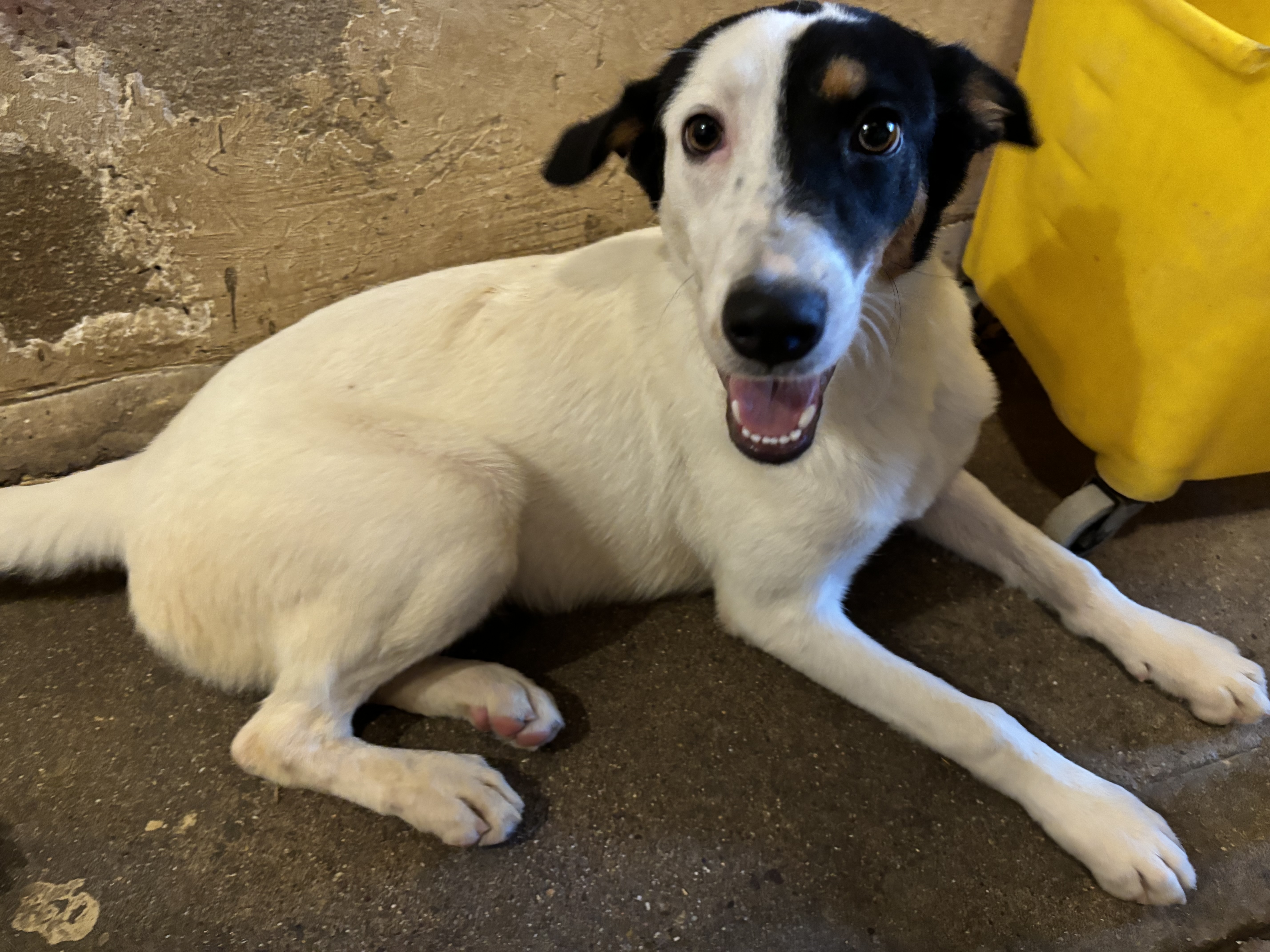 Kate, an adoptable Australian Cattle Dog / Blue Heeler in Nogales, SON, 84093 | Photo Image 3