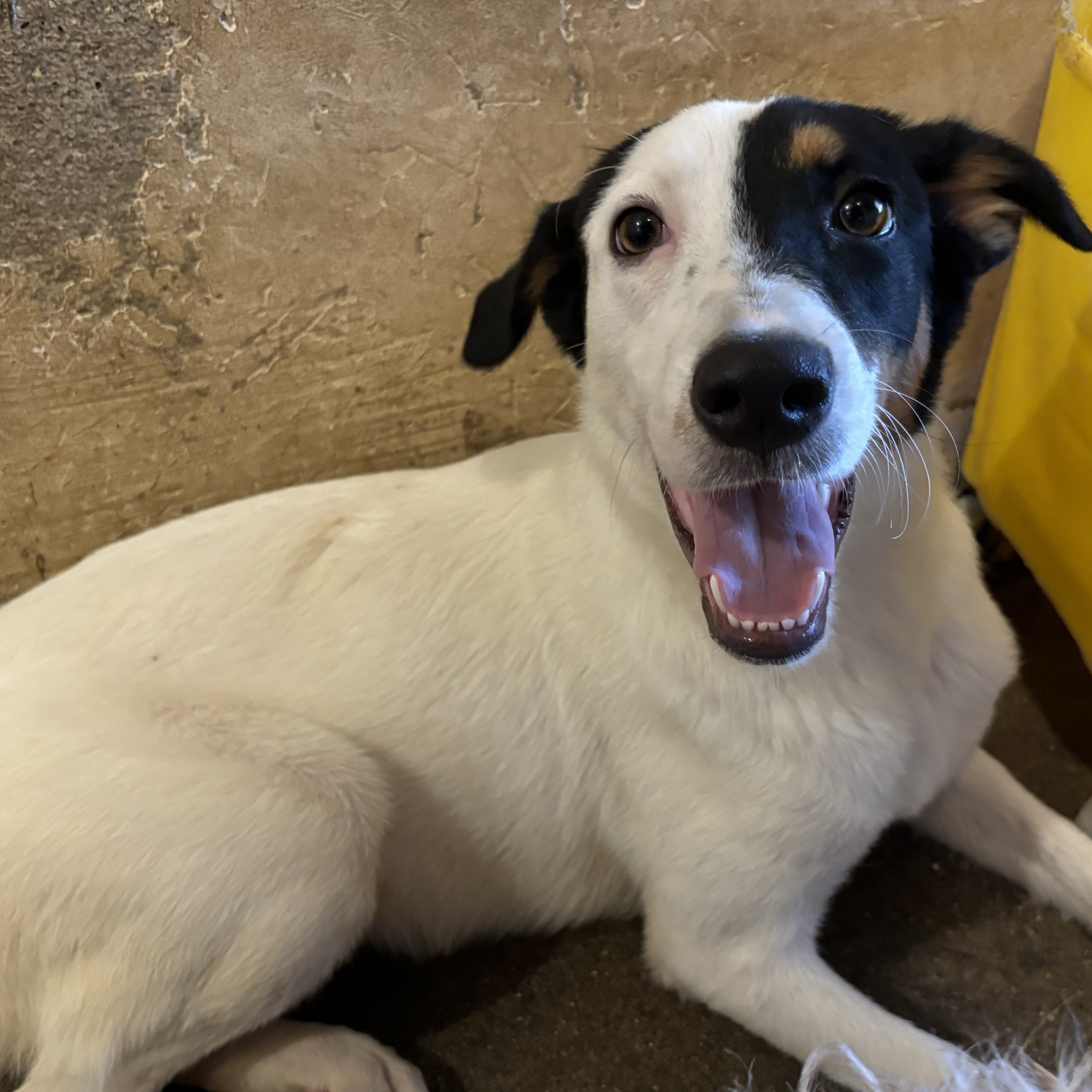 Kate, Young Female Australian Cattle Dog / Blue Heeler