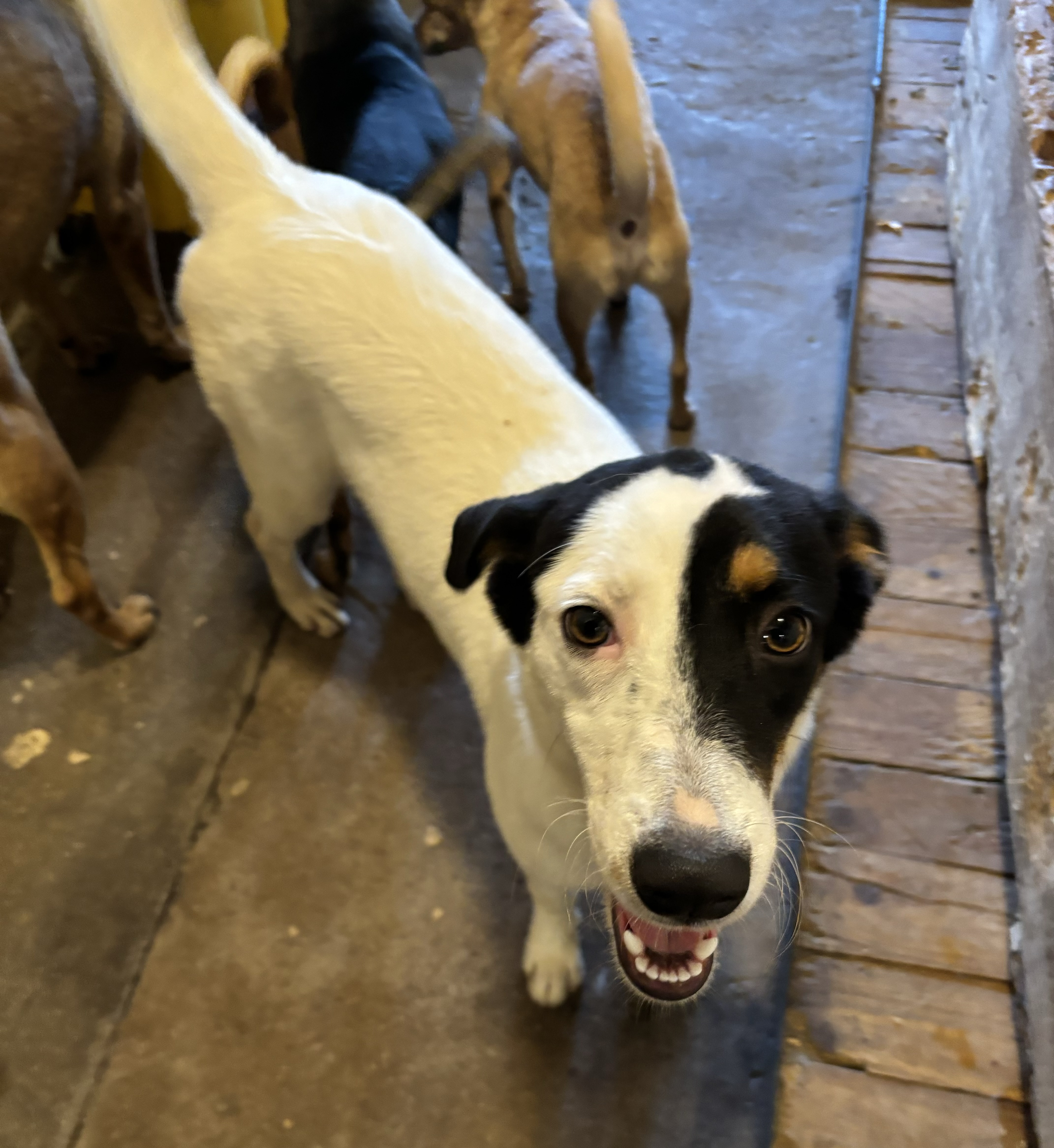 Kate, an adoptable Australian Cattle Dog / Blue Heeler in Nogales, SON, 84093 | Photo Image 4