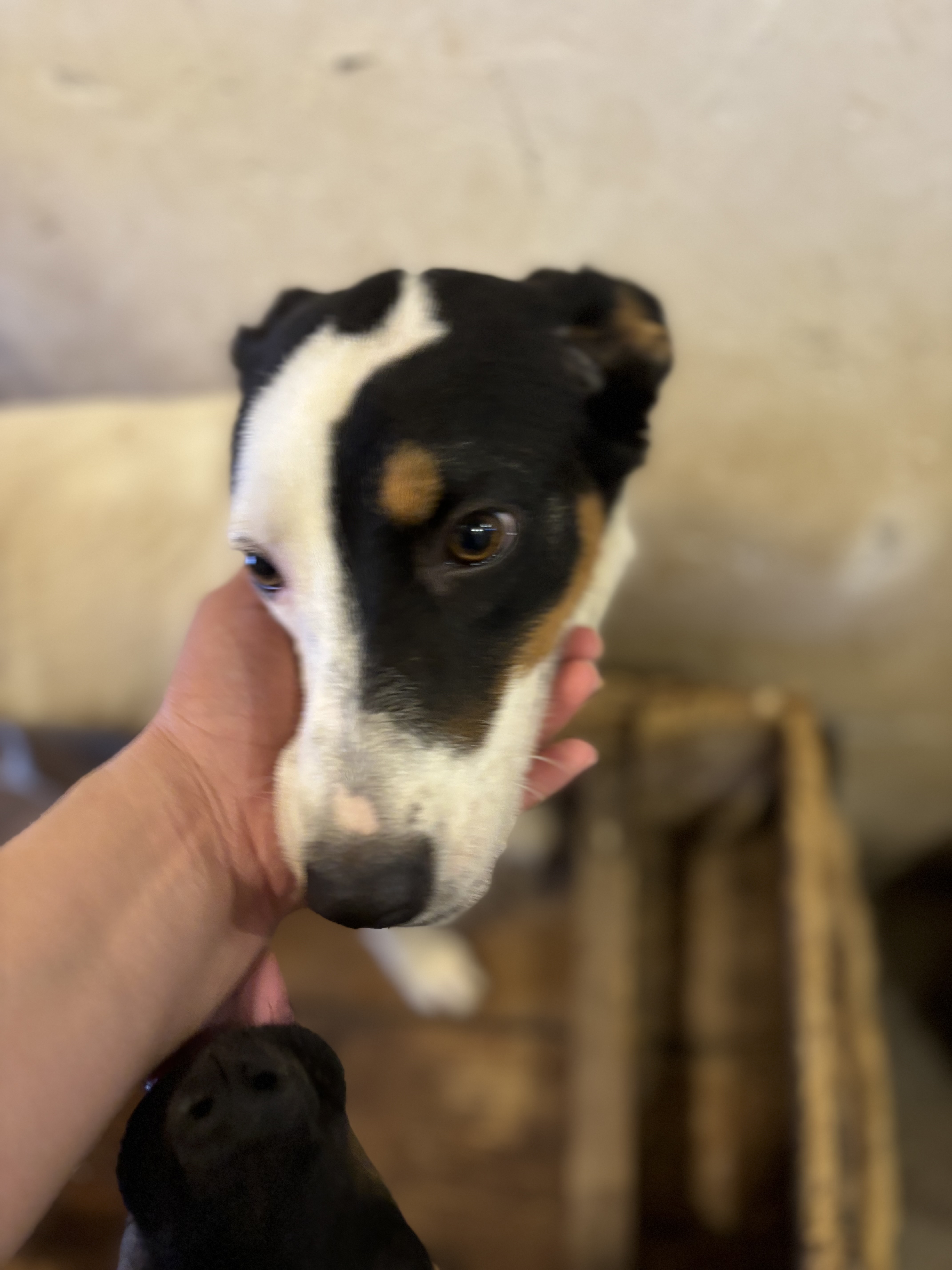 Kate, an adoptable Australian Cattle Dog / Blue Heeler in Nogales, SON, 84093 | Photo Image 5