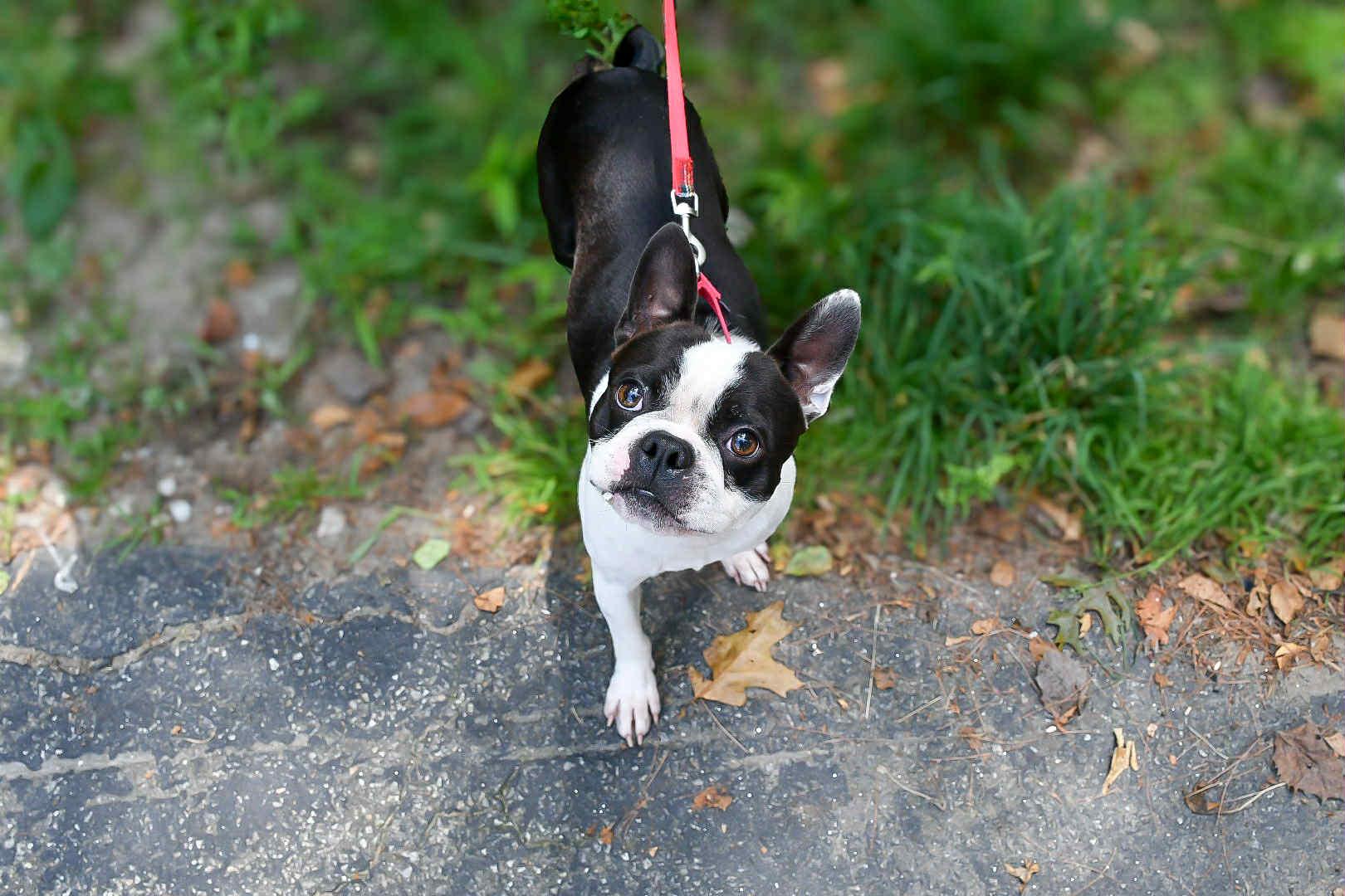 Merlin in NH! Come Meet our Adoptable Dogs Wednesday-Saturday. More info in Bio!