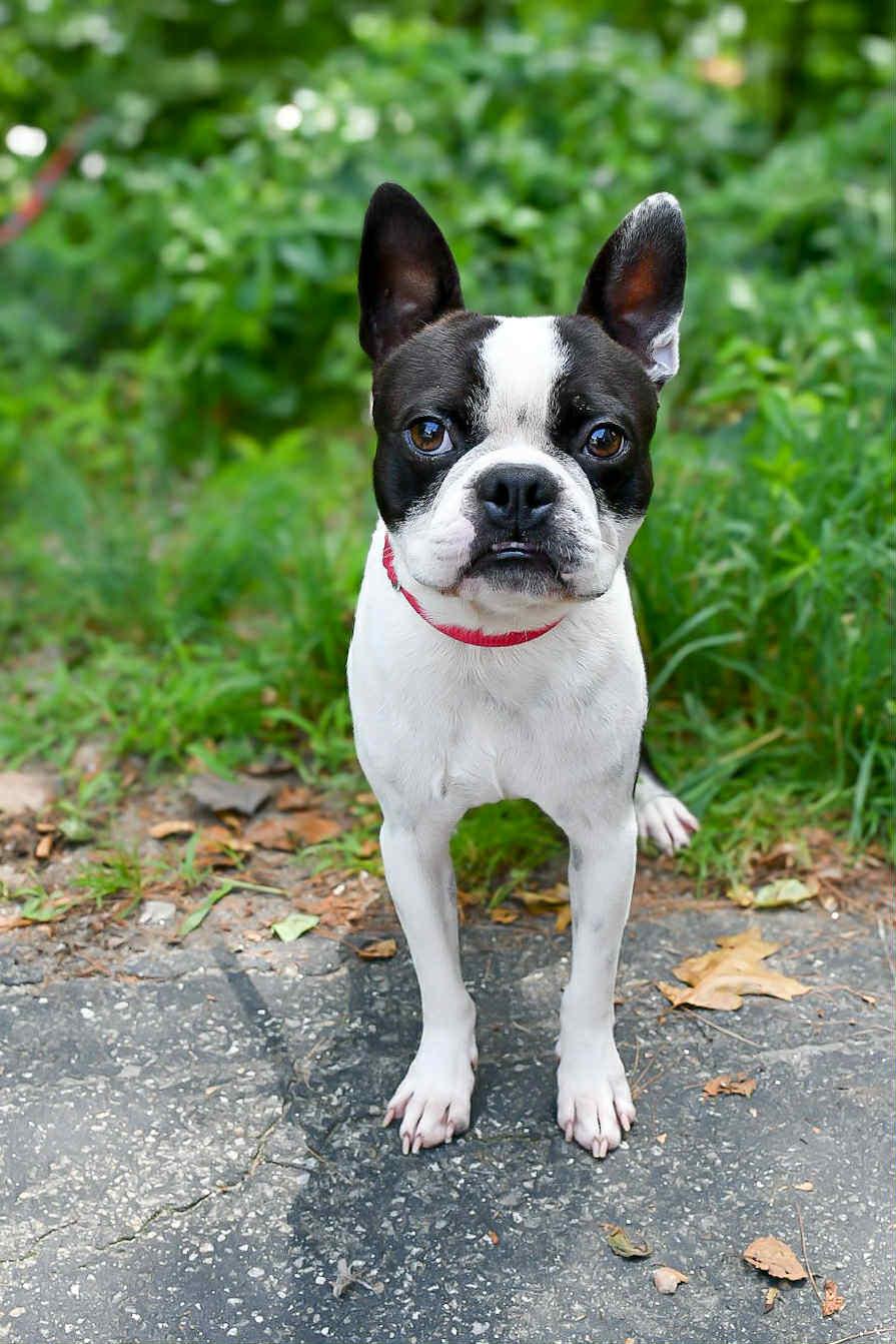 Merlin in NH! Come Meet our Adoptable Dogs Wednesday-Saturday. More info in Bio!