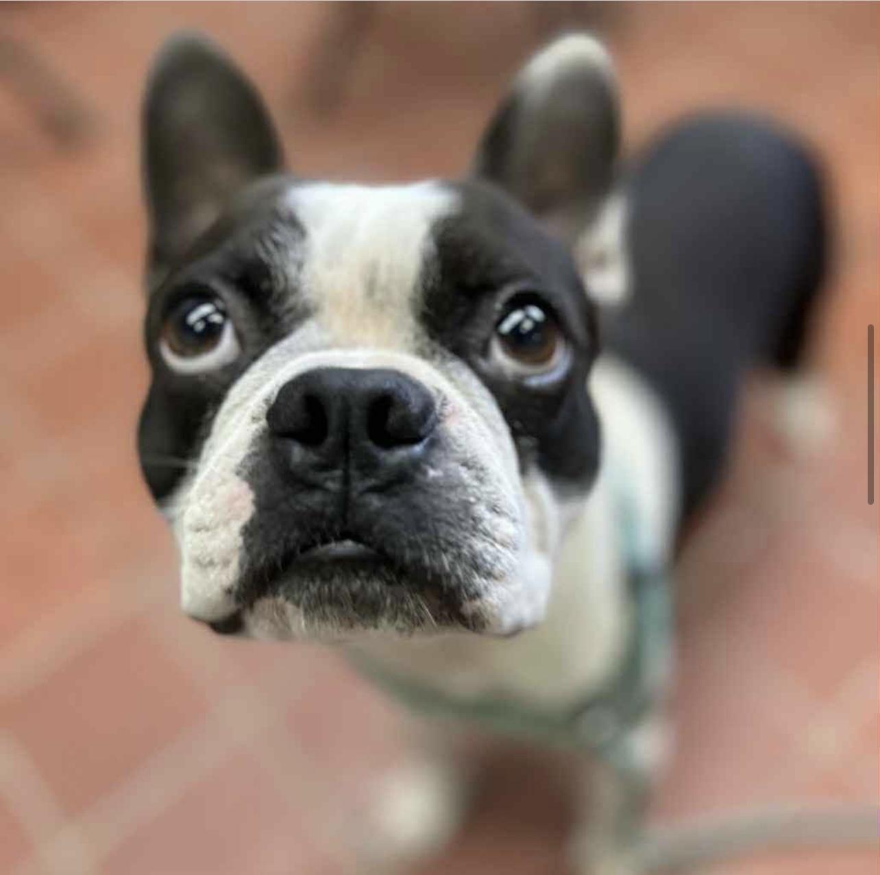 Merlin in NH! Come Meet our Adoptable Dogs Wednesday-Saturday. More info in Bio!