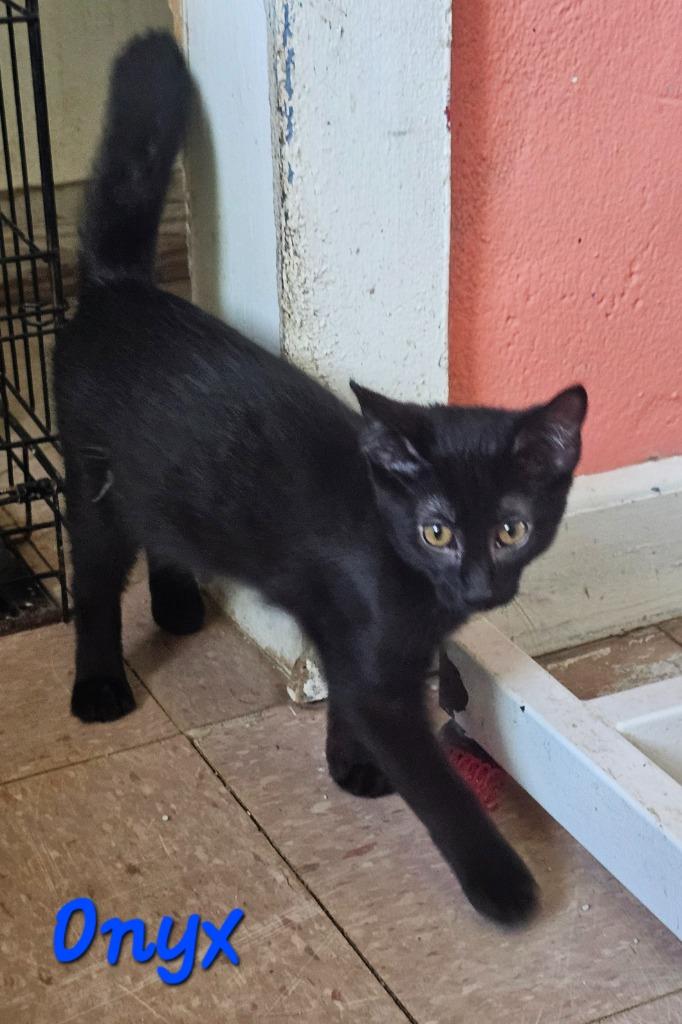 Onyx, Adoptable, Kitten Male Domestic Short Hair.