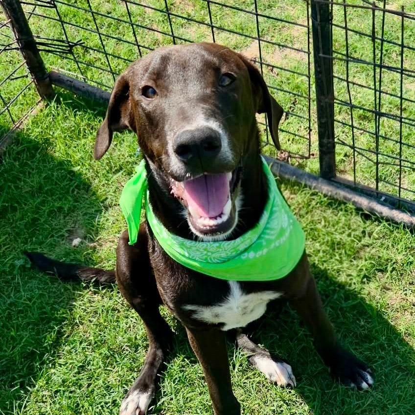Cogsworth, a Adoptable mixed breed in Kingston, NY image 1/2