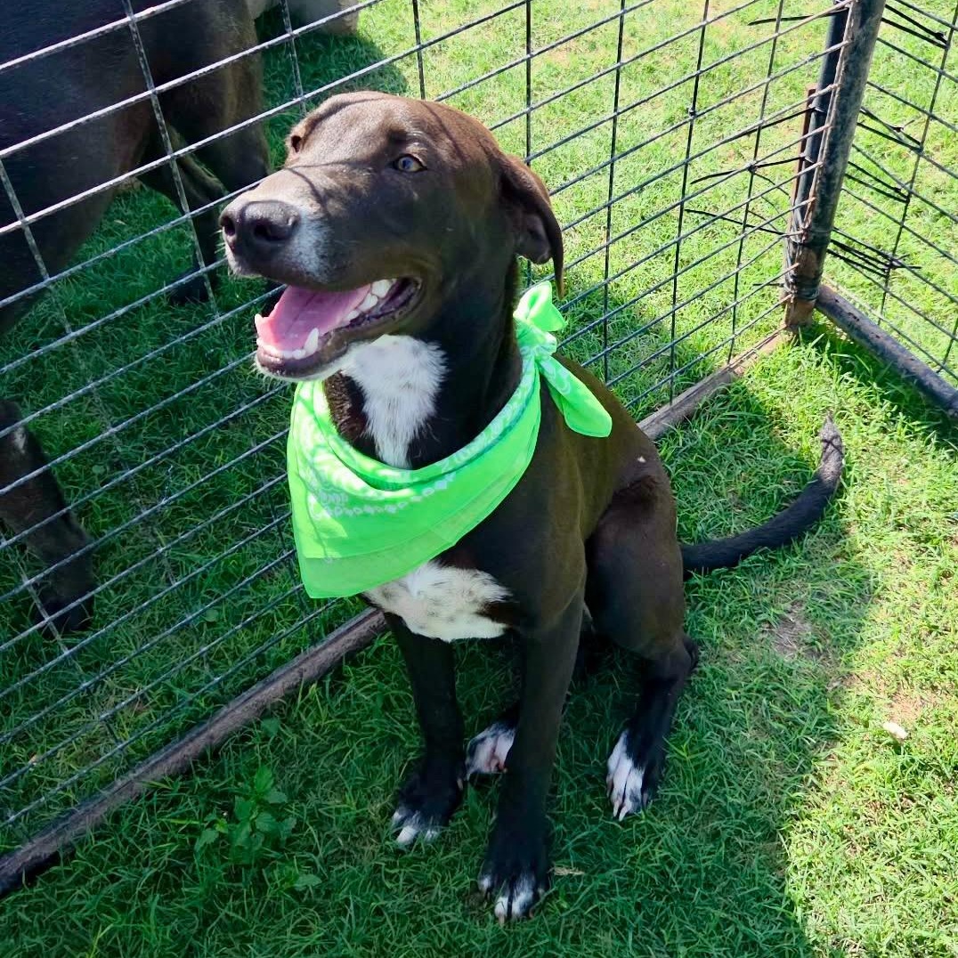 Cogsworth, a Adoptable mixed breed in Kingston, NY image 2/2